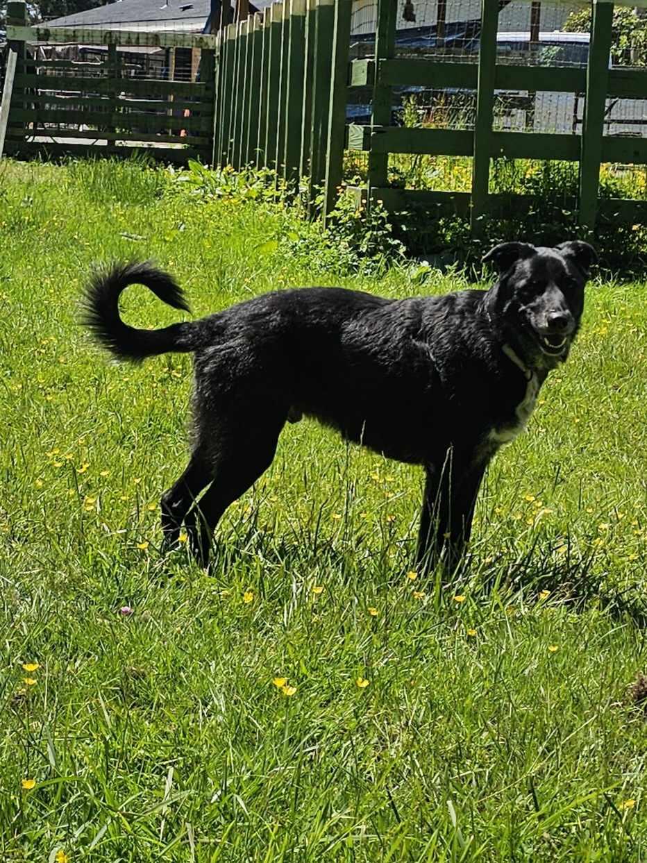 Topper, an adoptable Black Labrador Retriever, Irish Wolfhound in Crescent city, CA, 95531 | Photo Image 2