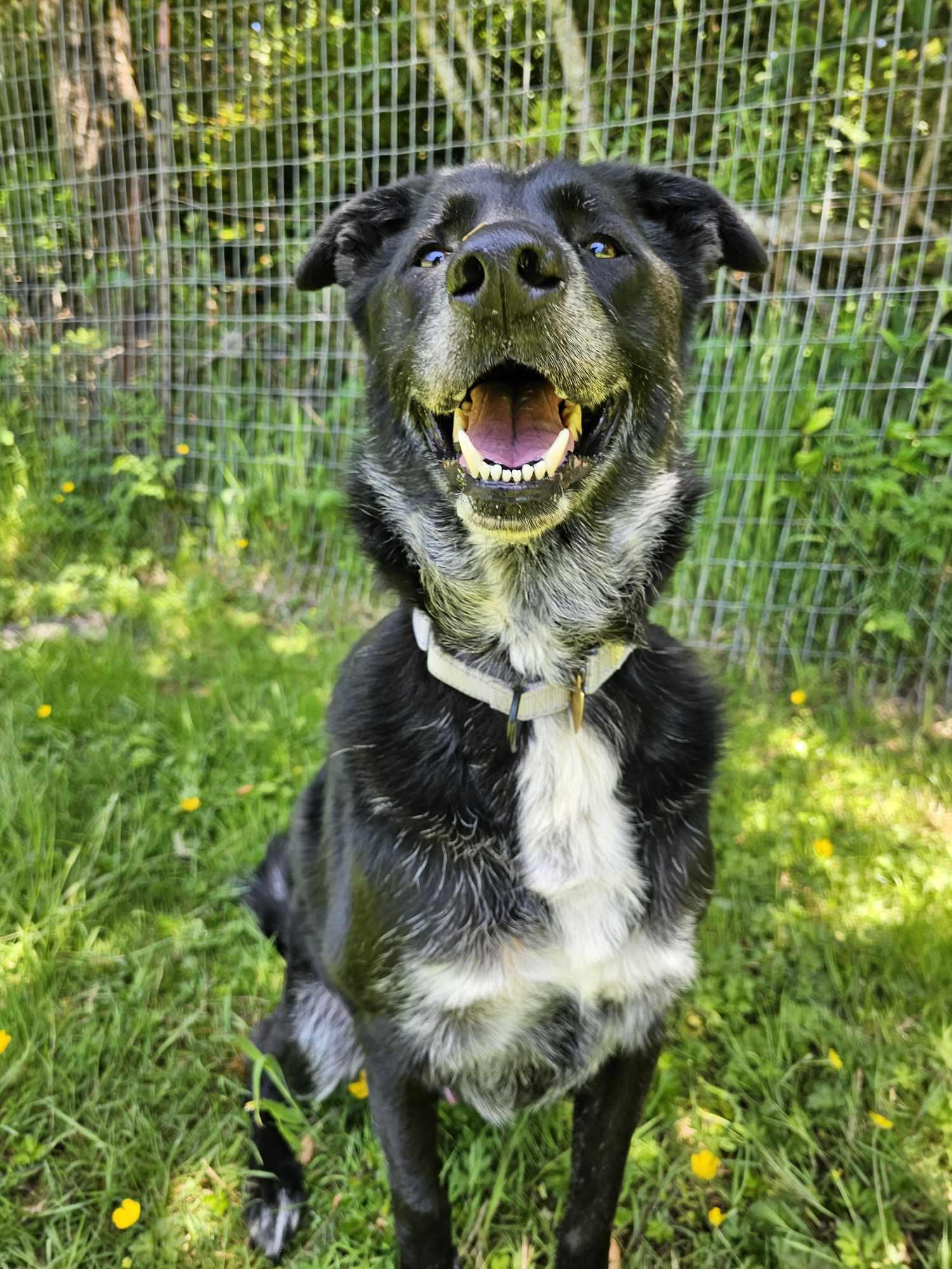 Topper, an adoptable Black Labrador Retriever, Irish Wolfhound in Crescent city, CA, 95531 | Photo Image 5