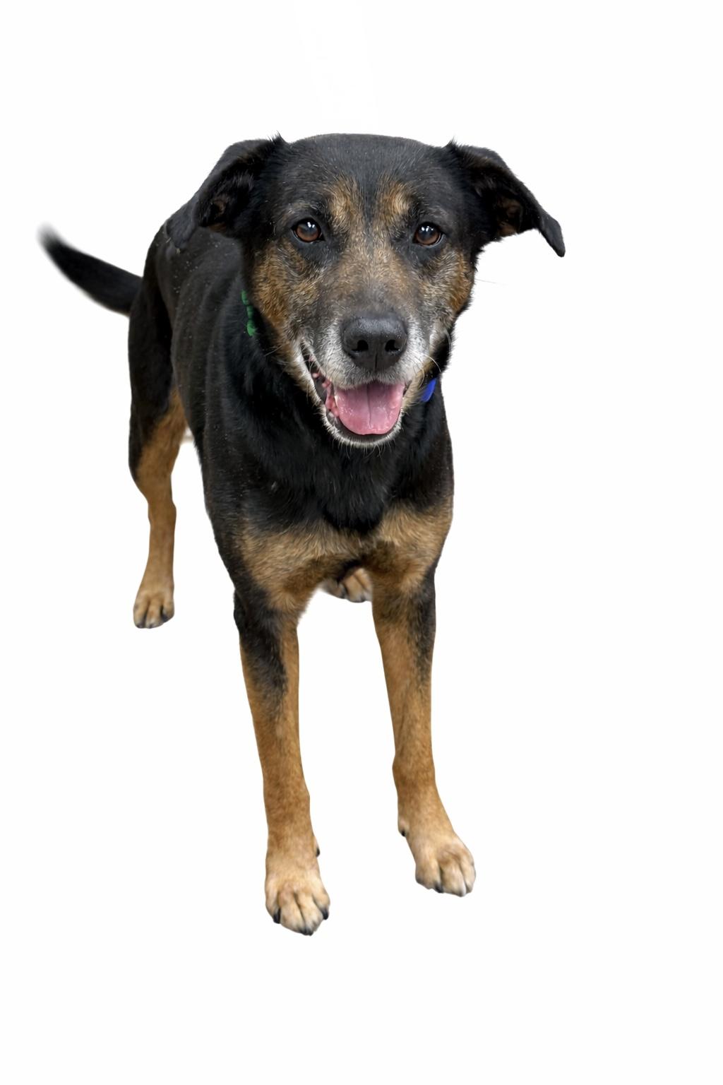 Yogi Bear, an adoptable mixed breed in Itasca, IL image 6/6