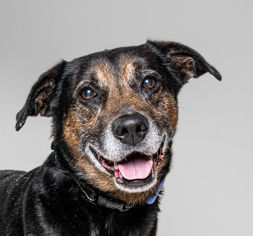 Yogi Bear, adoptable, Senior Male Shepherd.