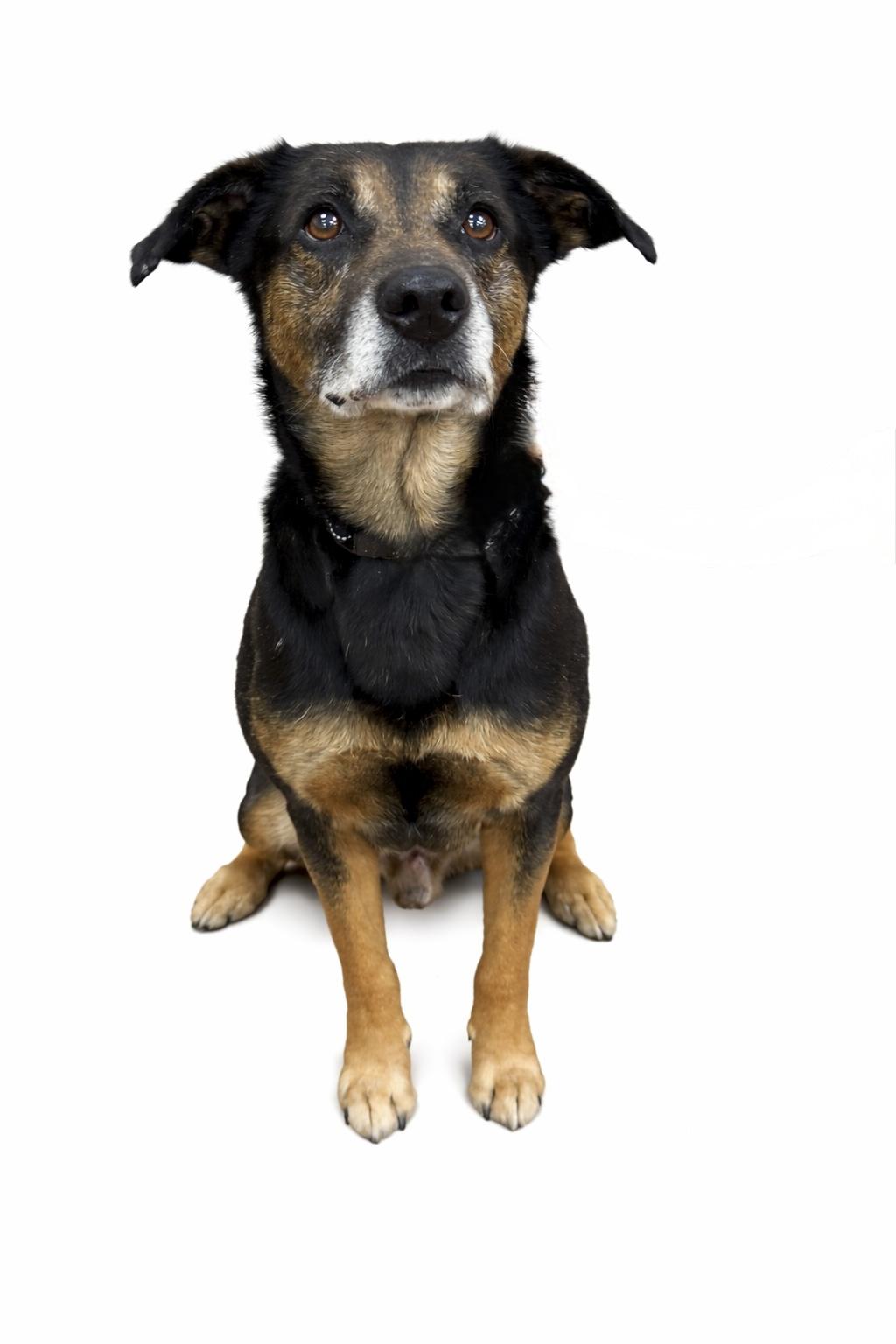 Yogi Bear, an adoptable mixed breed in Itasca, IL image 5/6