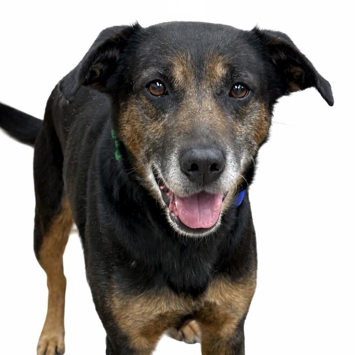 Yogi Bear, an adoptable mixed breed in Itasca, IL image 4/6