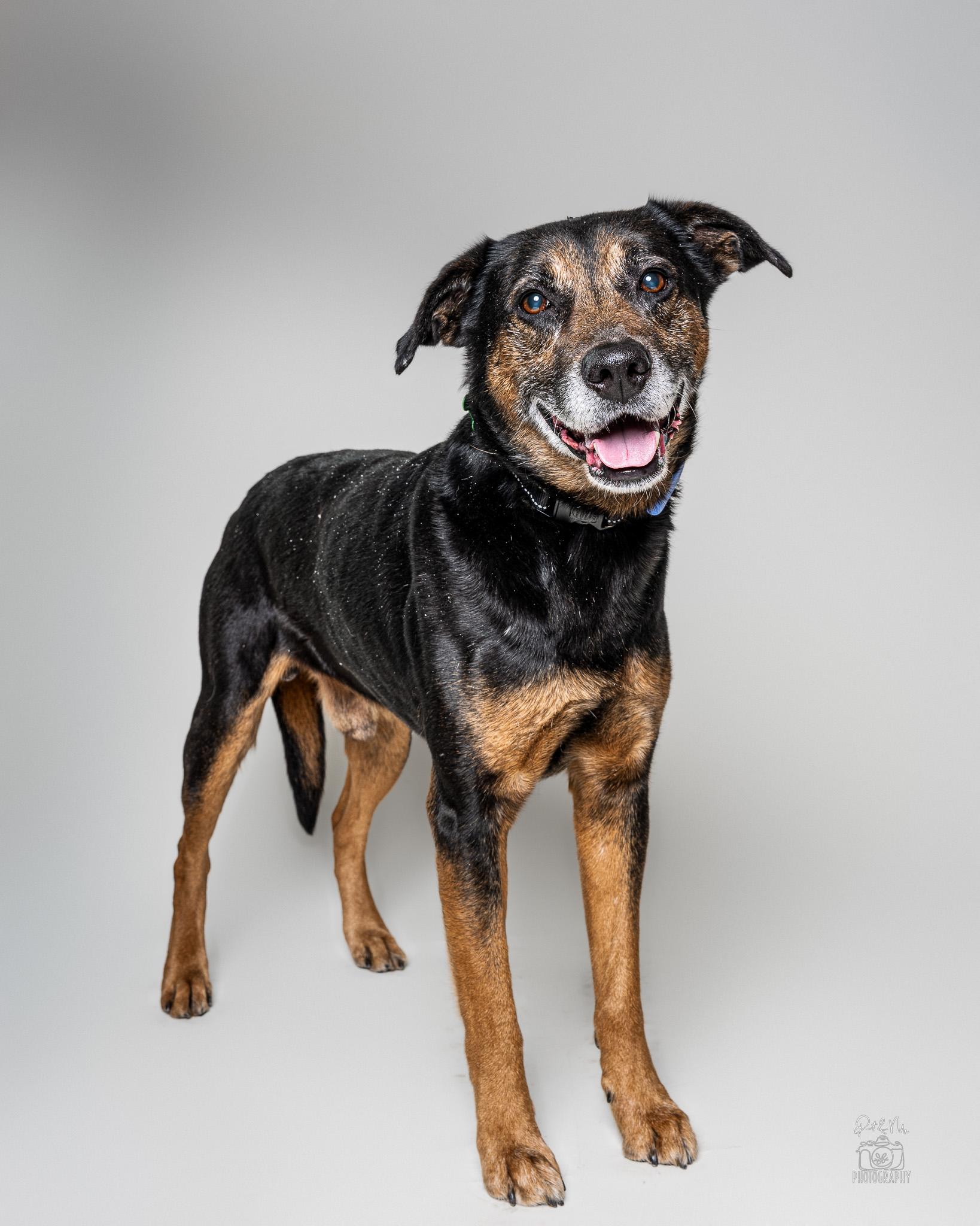 Yogi Bear, an adoptable mixed breed in Itasca, IL image 2/6
