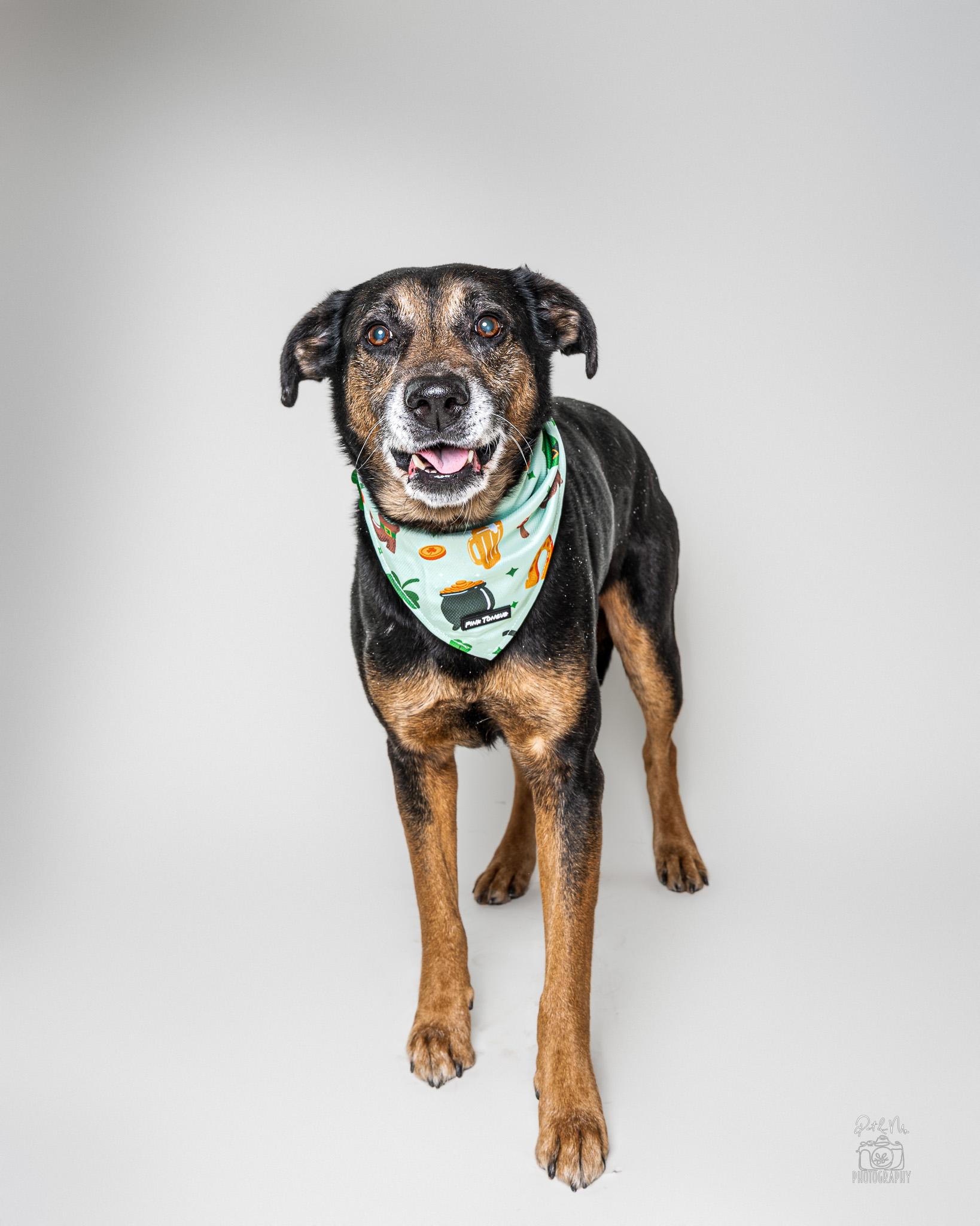 Yogi Bear, an adoptable mixed breed in Itasca, IL image 3/6