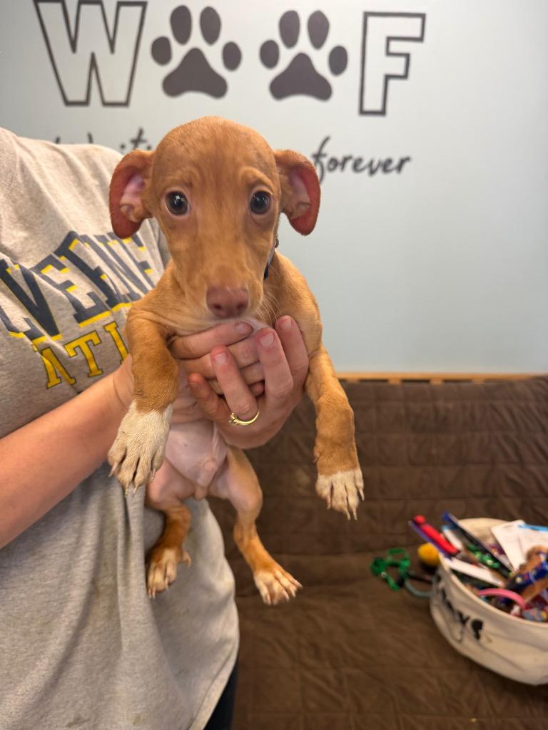McDouble, Adoptable, Puppy Male Chihuahua.