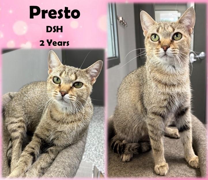 Presto