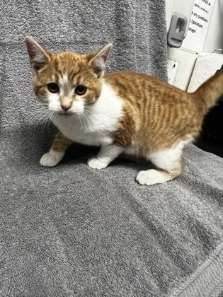 HappyHoHo, Adoptable, Young Male Domestic Short Hair & Domestic Short Hair.