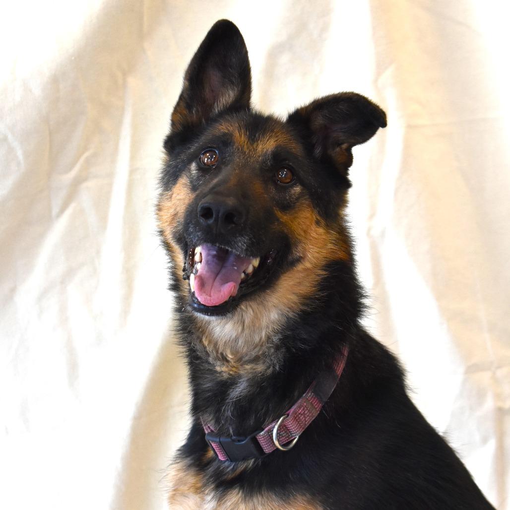 Izzy, Adoptable, Adult Female German Shepherd Dog.