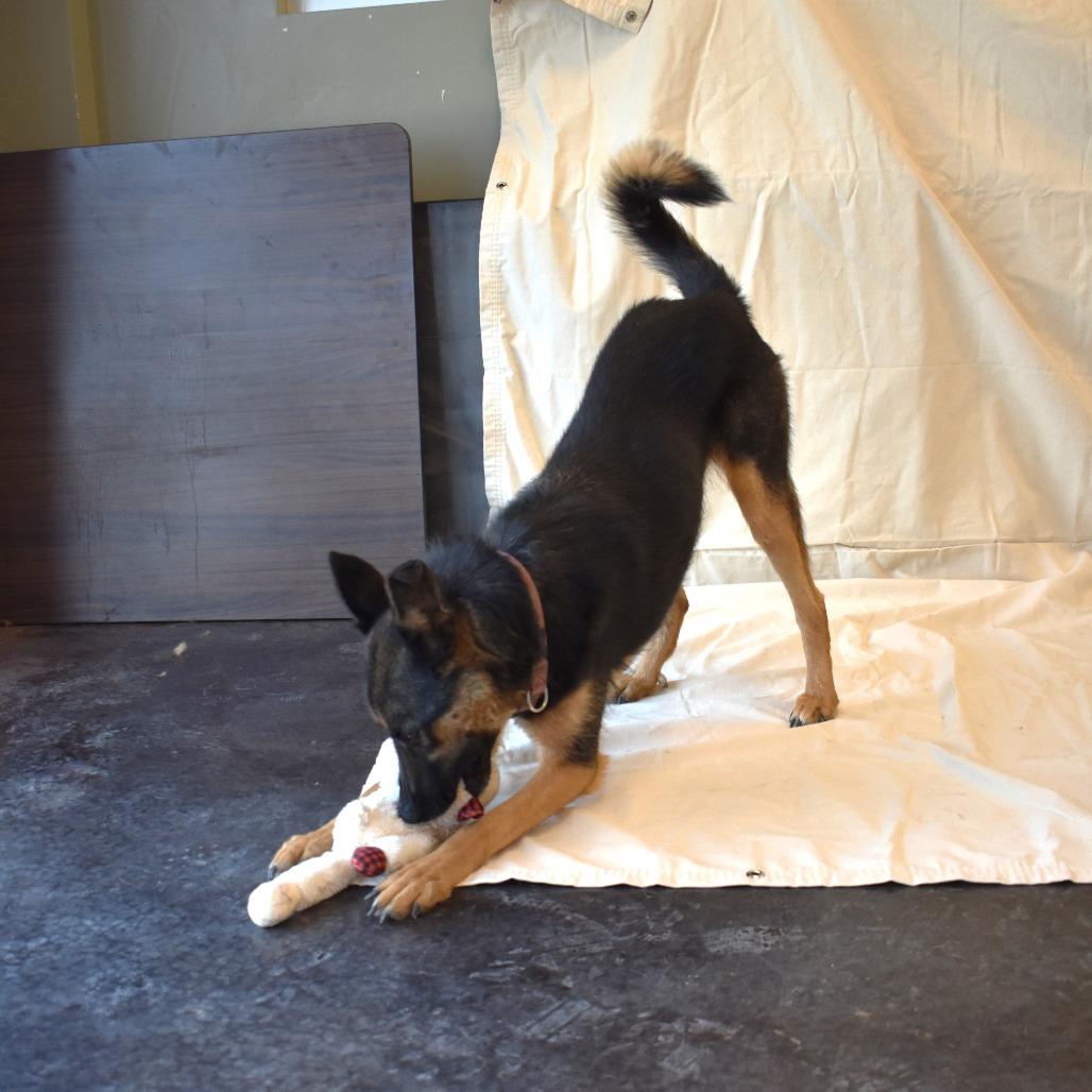 Izzy, a Adoptable German Shepherd Dog in Rifle, CO image 2/6