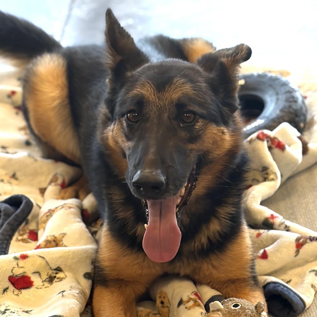 Izzy, a Adoptable German Shepherd Dog in Rifle, CO image 3/6