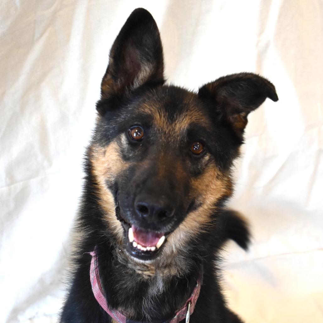 Izzy, a Adoptable German Shepherd Dog in Rifle, CO image 4/6