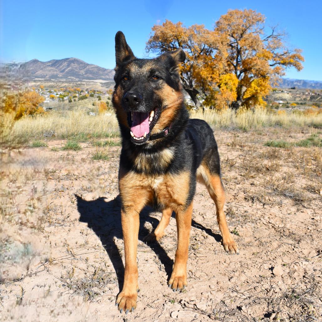 Izzy, a Adoptable German Shepherd Dog in Rifle, CO image 5/6