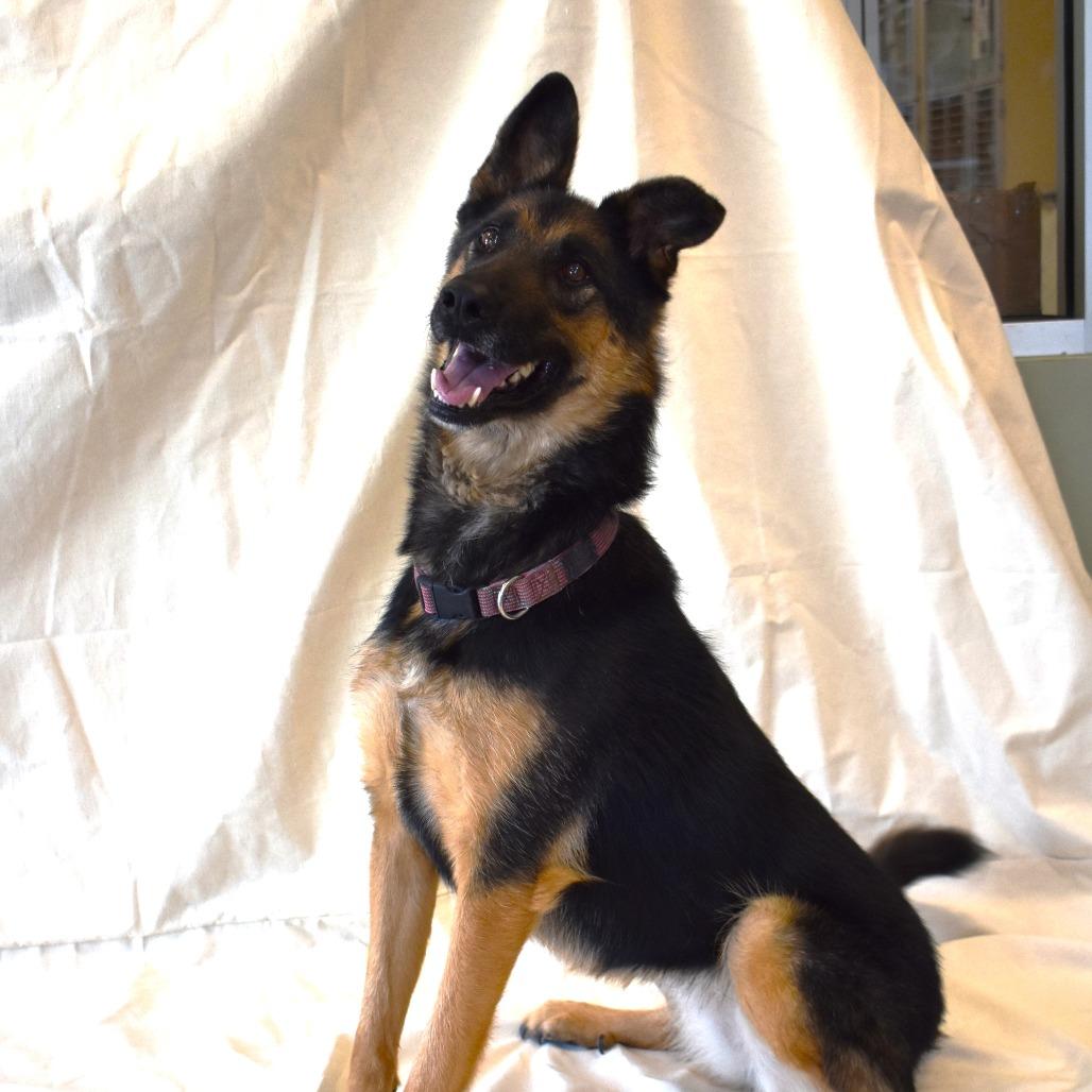 Izzy, a Adoptable German Shepherd Dog in Rifle, CO image 6/6