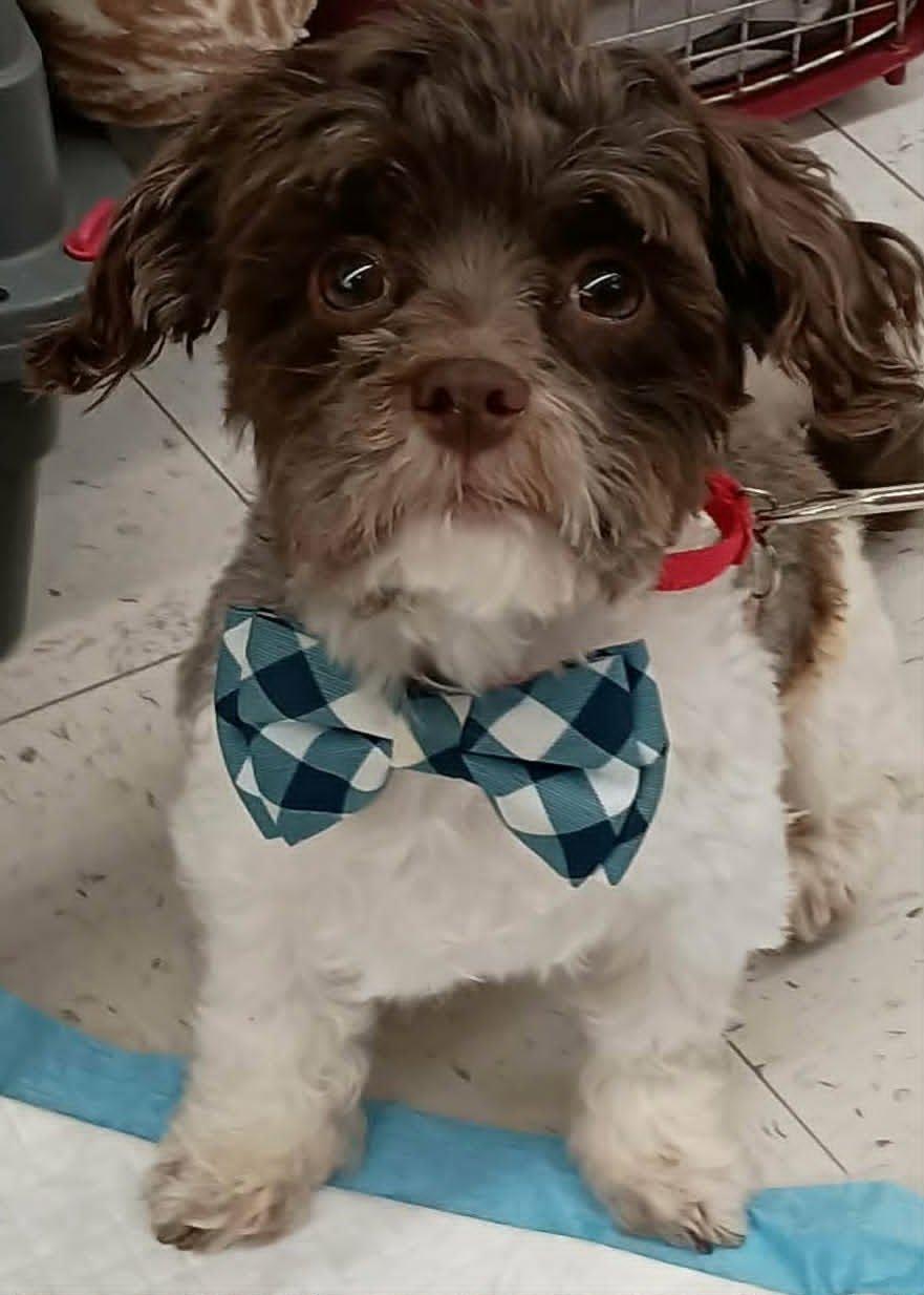 Enlarge Gavin, a Adoptable mixed breed in Cuba, NY image 3/3