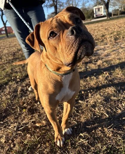 Taco, Adoptable, Adult Male Boxer & Mixed Breed.