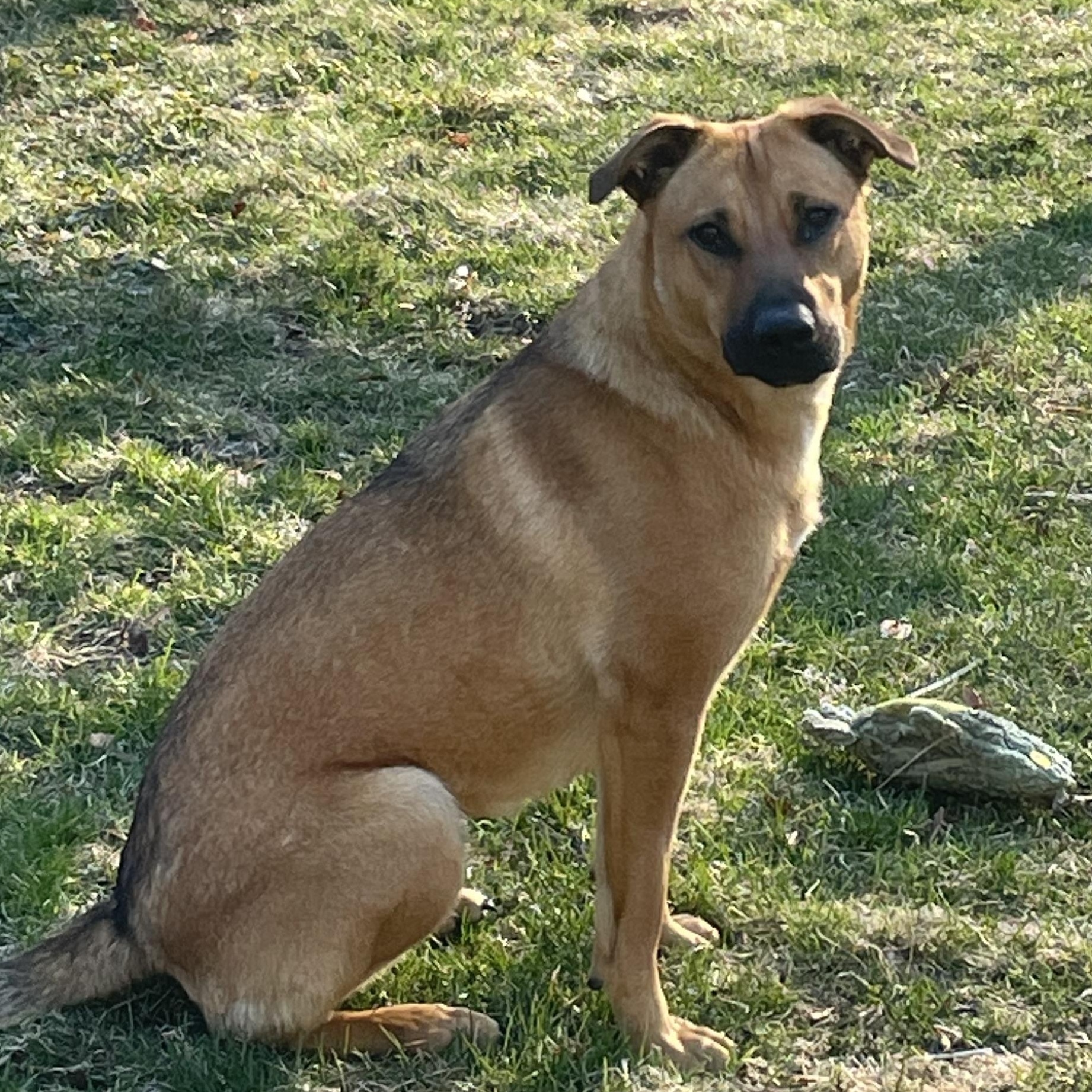 Enlarge Zess is in Maine, a ADOPTABLE mixed breed in South Portland, ME image 2/5