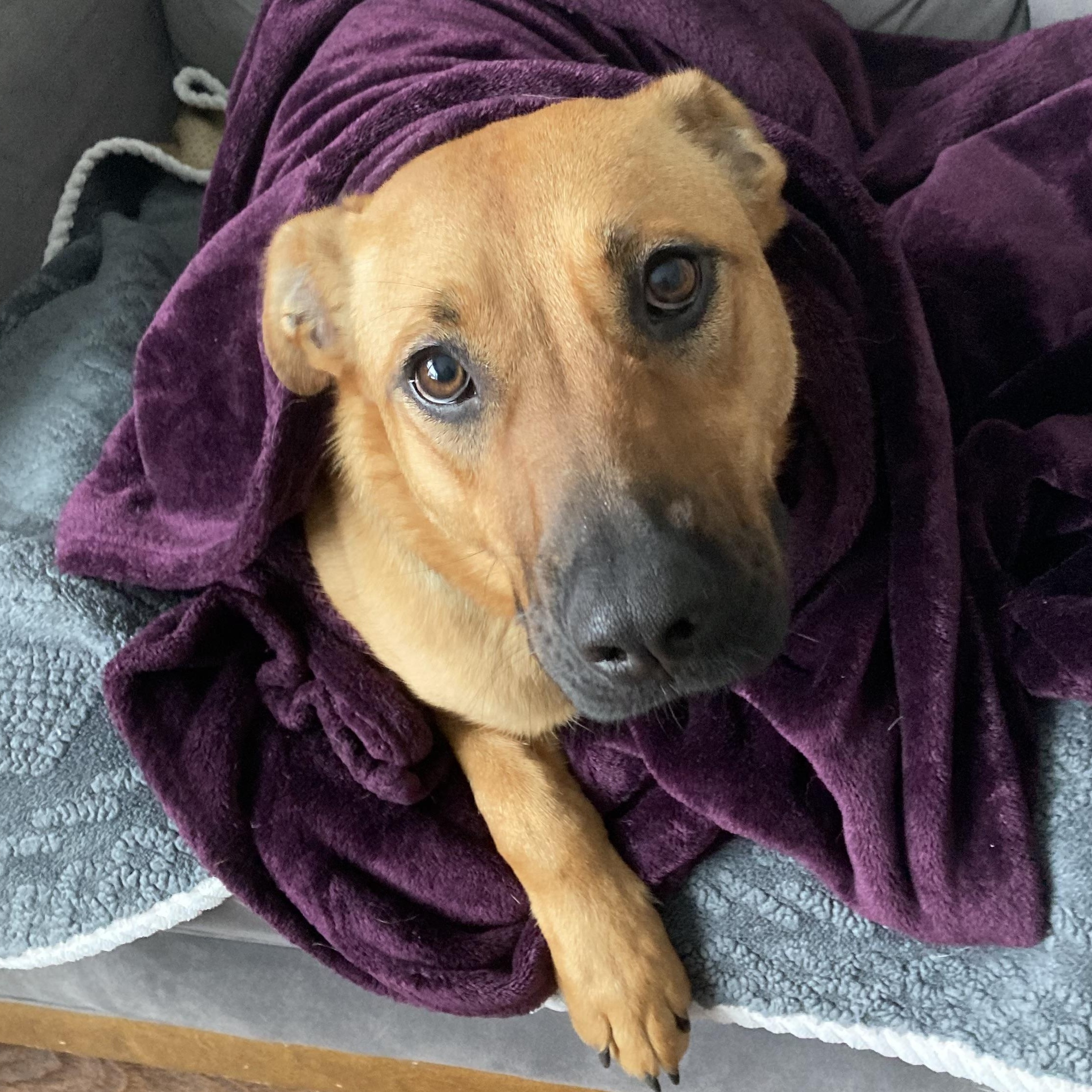 Zess is in Maine, ADOPTABLE, Young Female Retriever & Cattle Dog.