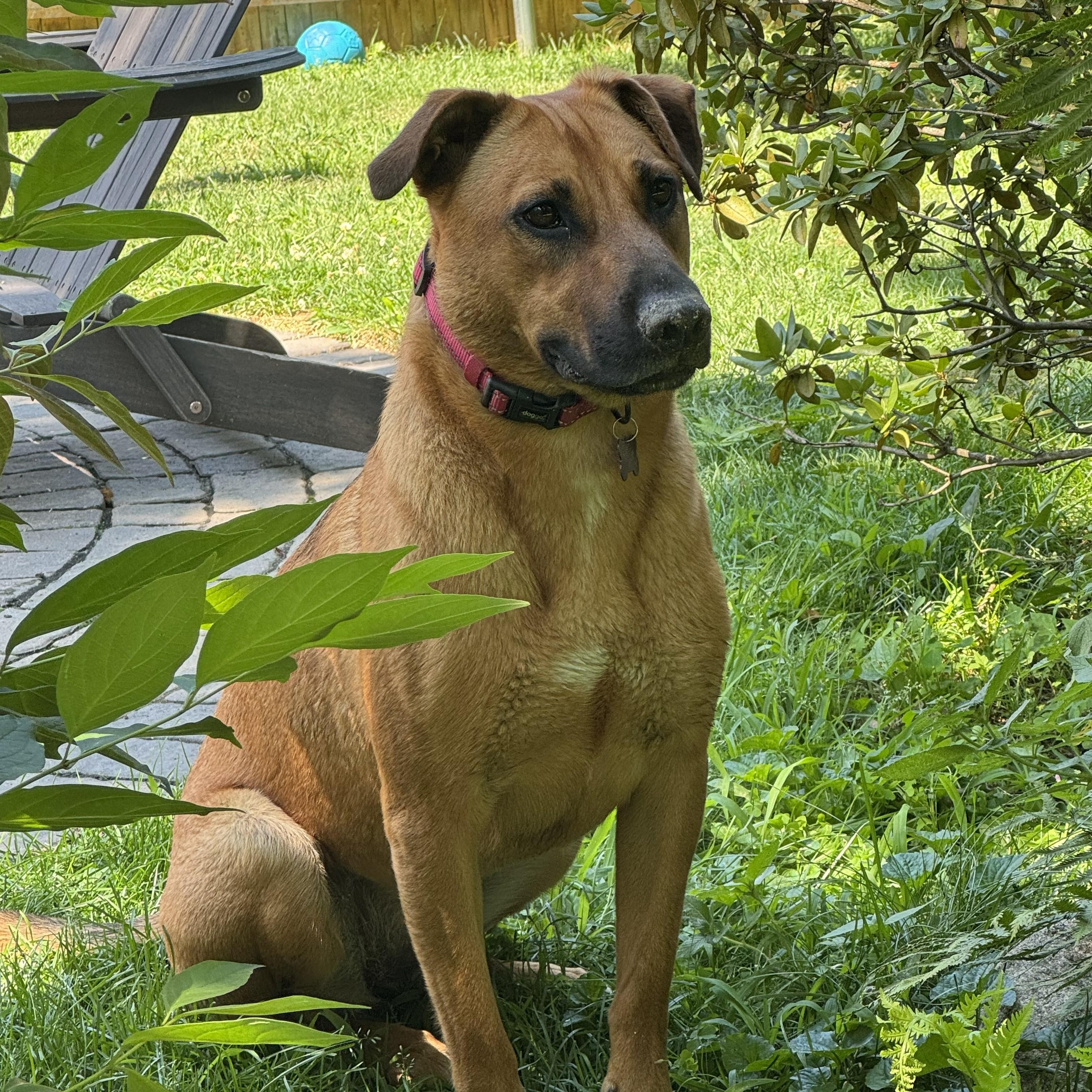 Enlarge Zess SS is in Maine, a ADOPTABLE mixed breed in Biddeford, ME image 2/6