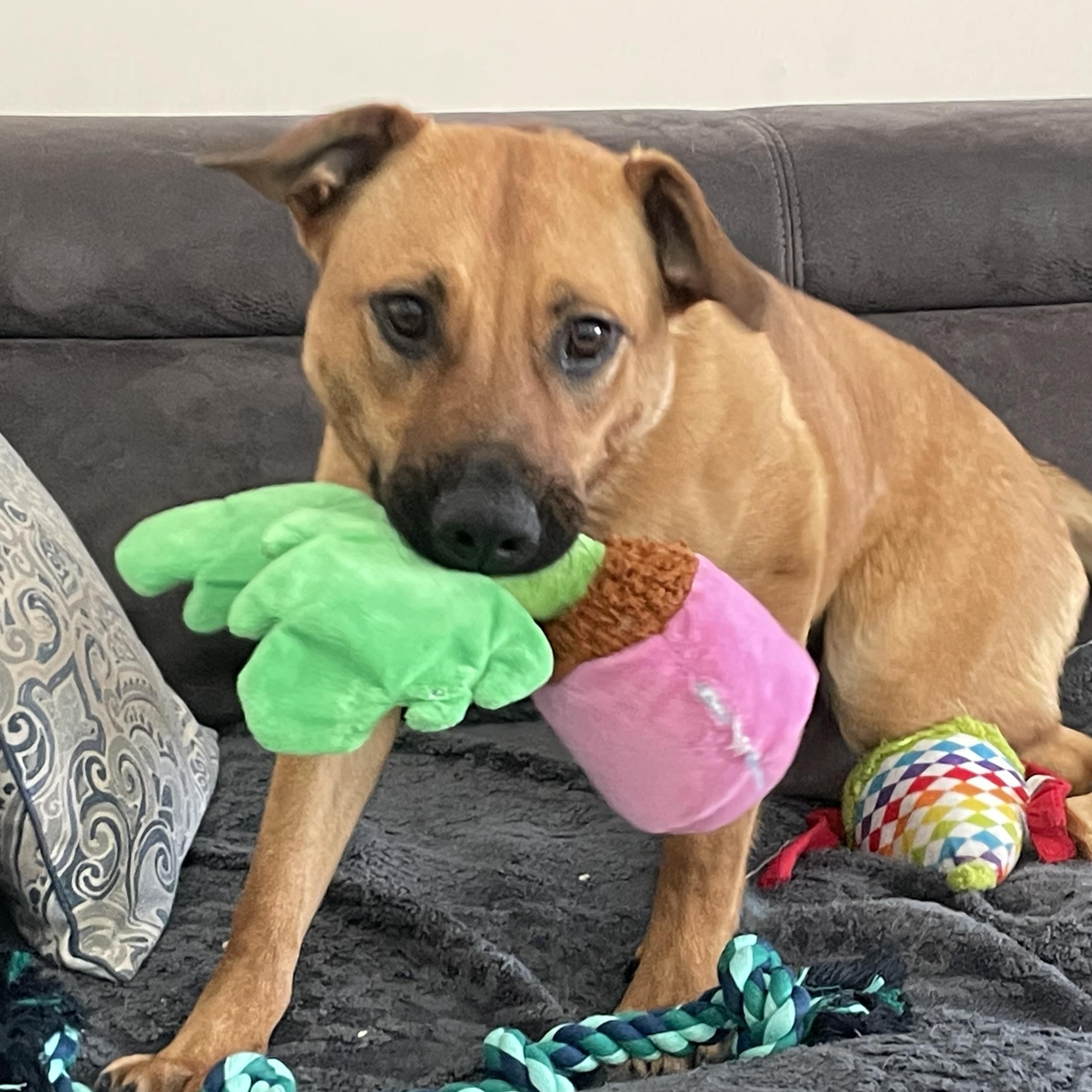 Enlarge Zess is in Maine, a ADOPTABLE mixed breed in South Portland, ME image 3/5