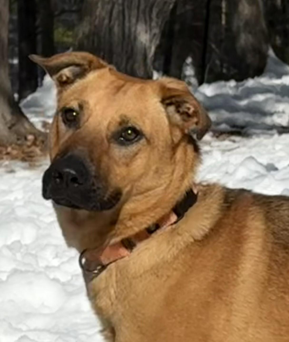 Enlarge Zess is in Maine, a ADOPTABLE mixed breed in South Portland, ME image 4/6