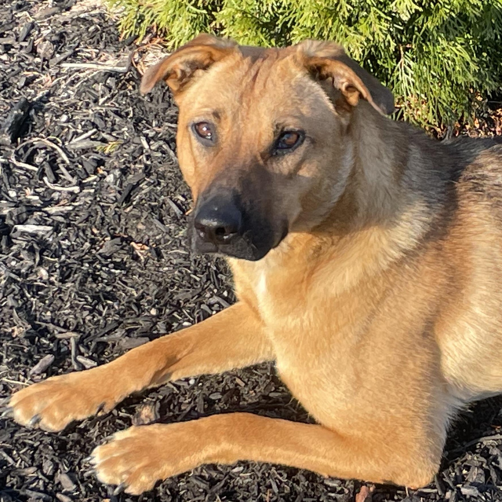 Zess is in Maine, ADOPTABLE, Young Female Retriever & Cattle Dog.