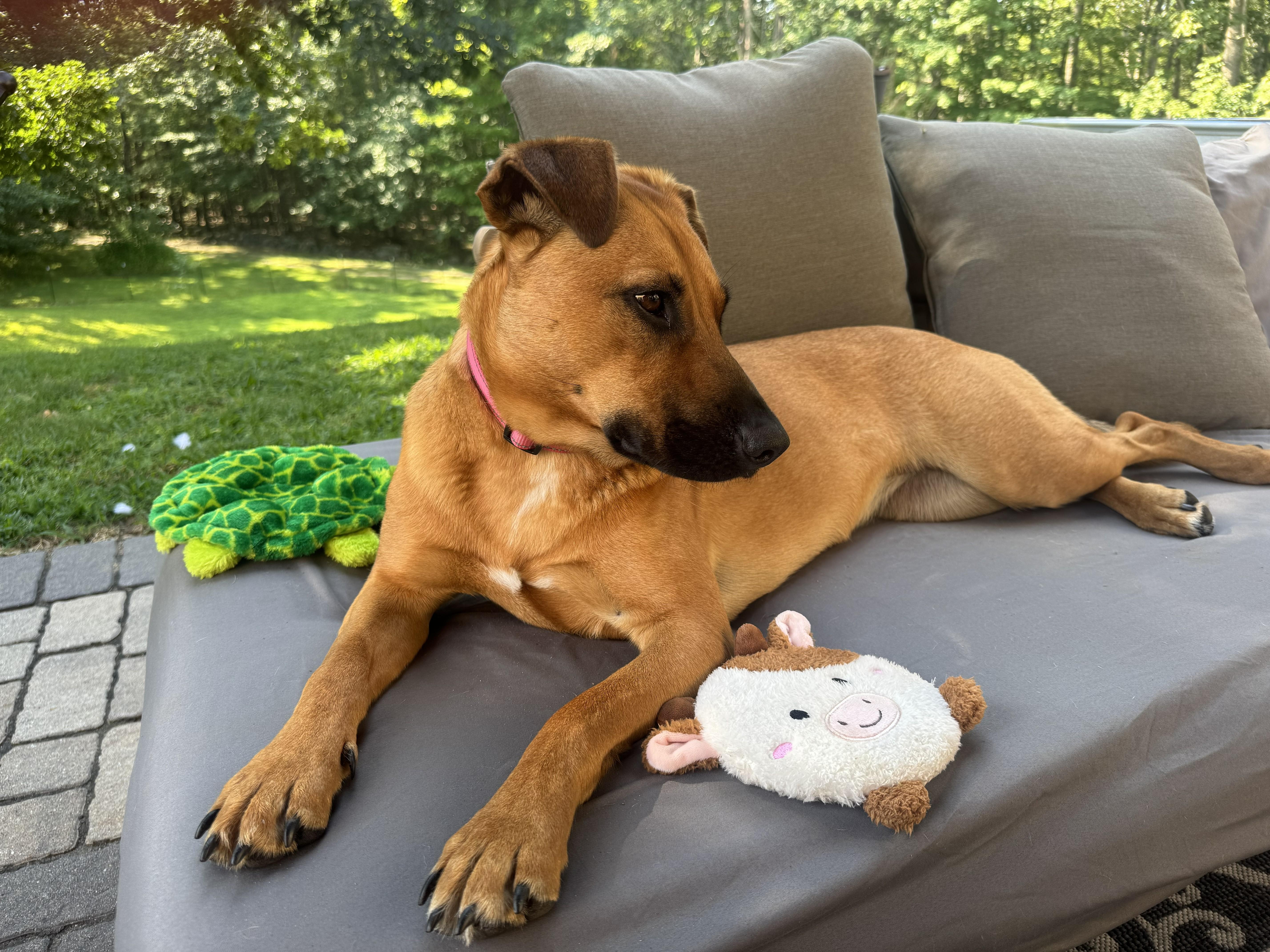 Enlarge Zess SS is in Maine, a ADOPTABLE mixed breed in Biddeford, ME image 6/6
