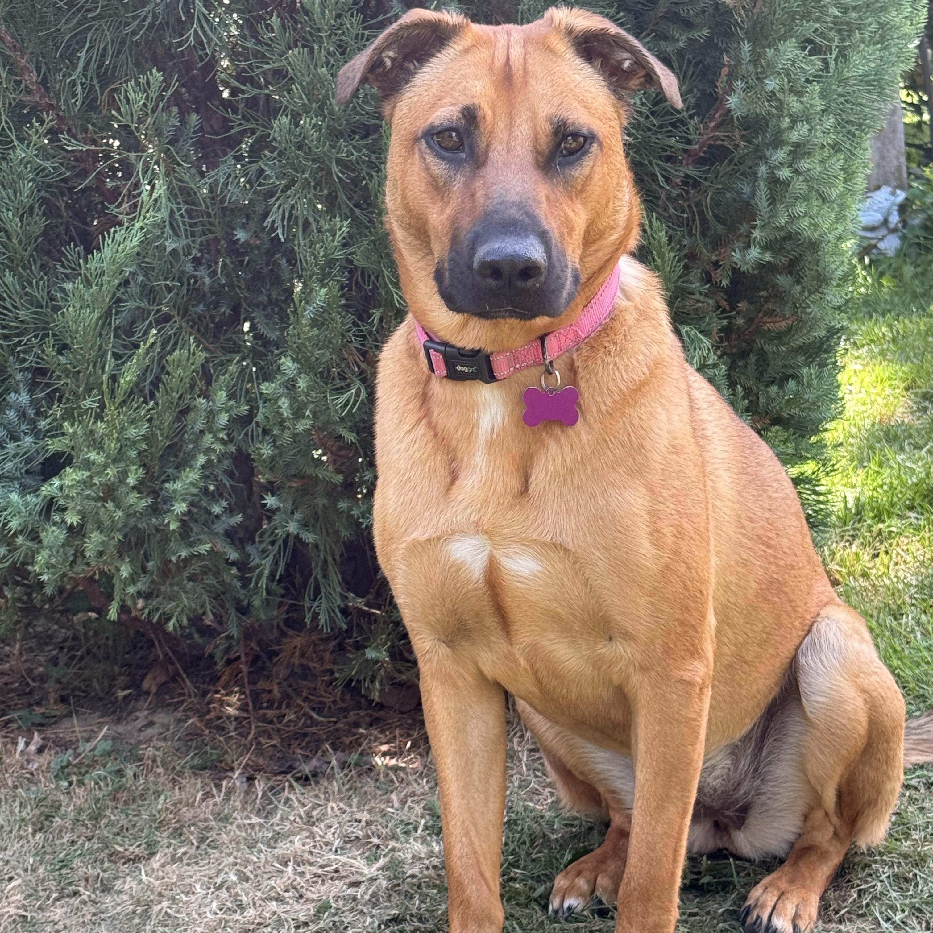 Zess SS is in Maine, ADOPTABLE, Young Female Mixed Breed.