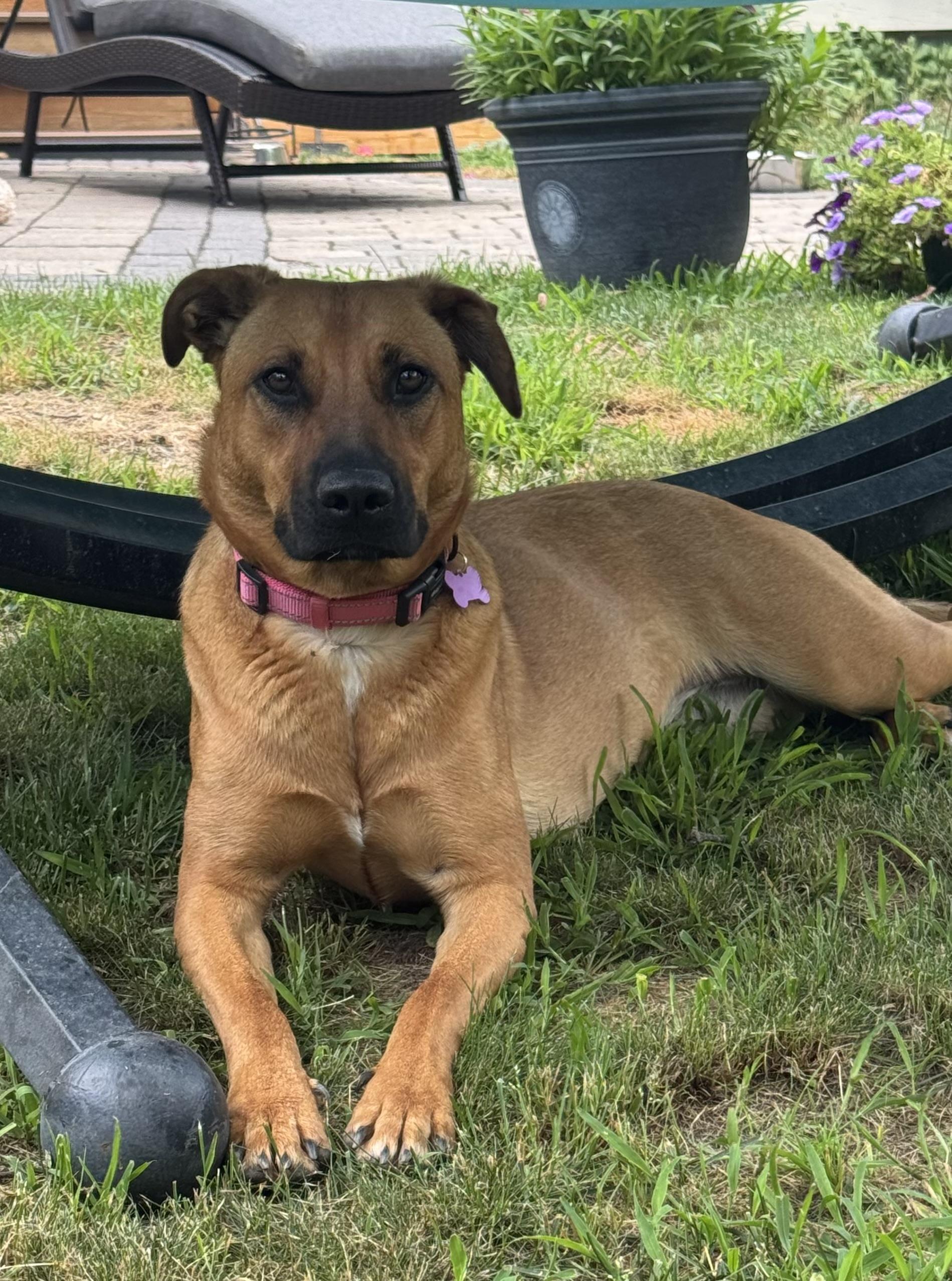 Zess SS is in Maine, a ADOPTABLE mixed breed in Biddeford, ME image 1/6