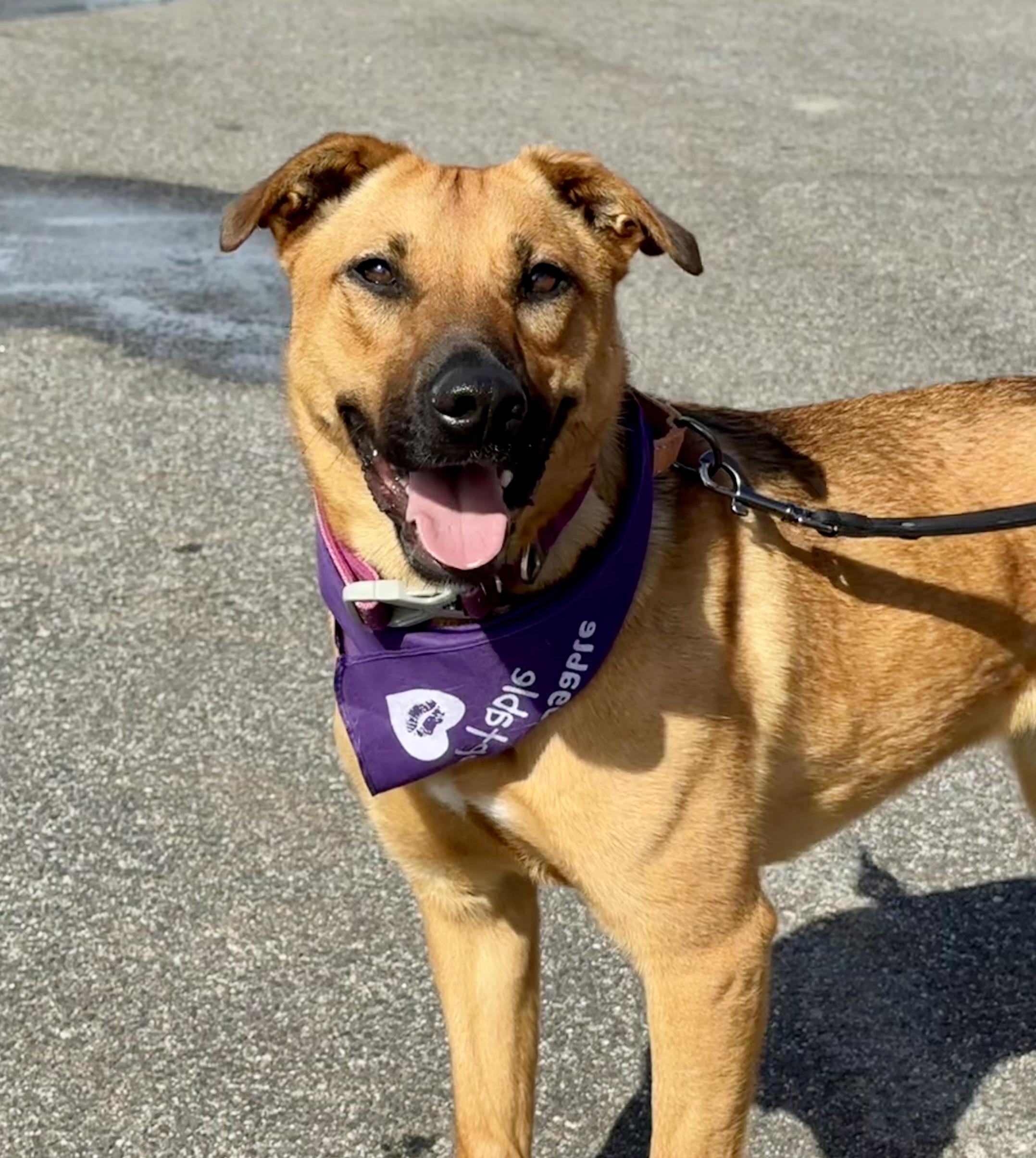 Zess is in Maine, ADOPTABLE, Young Female Retriever & Cattle Dog.