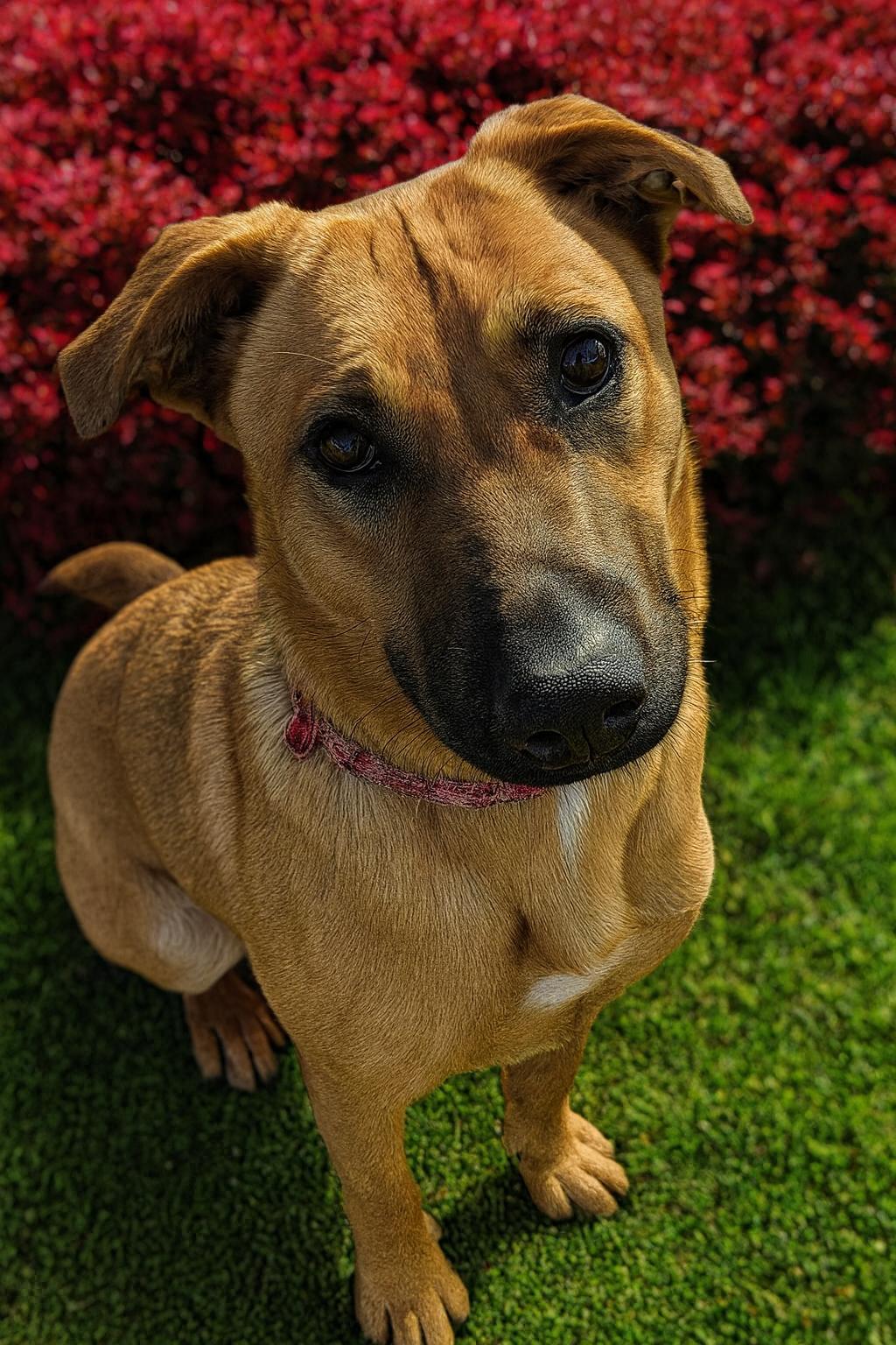 Enlarge Zess PENDING ADOPTION, a ADOPTABLE mixed breed in South Portland, ME image 2/2