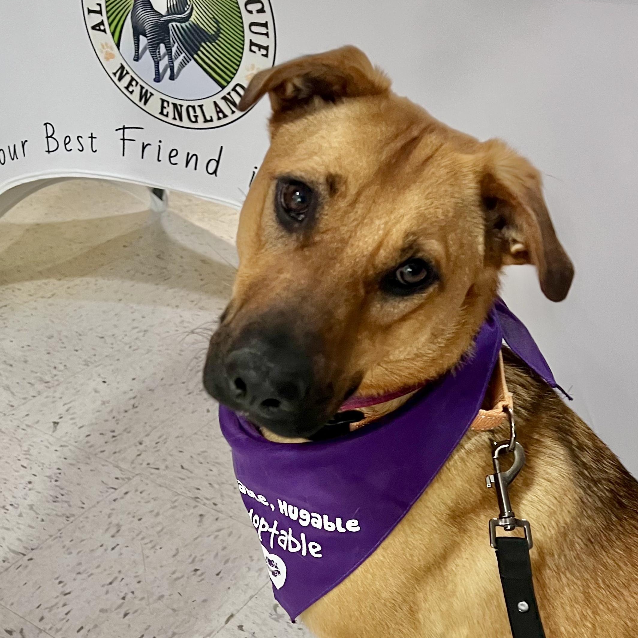 Enlarge Zess is in Maine, a ADOPTABLE mixed breed in South Portland, ME image 3/6