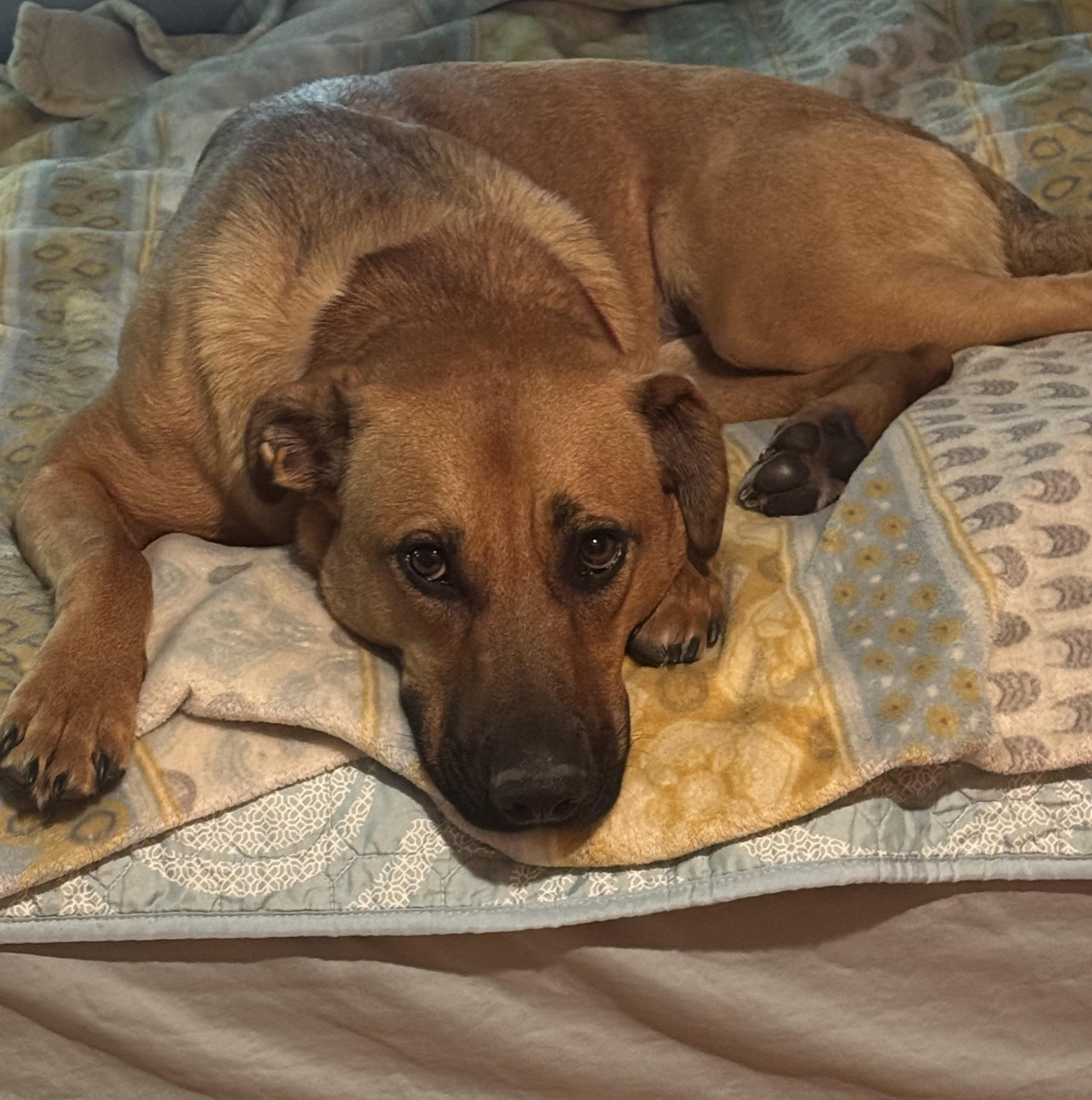 Zess SS is in Maine, a ADOPTABLE mixed breed in Biddeford, ME image 2/6