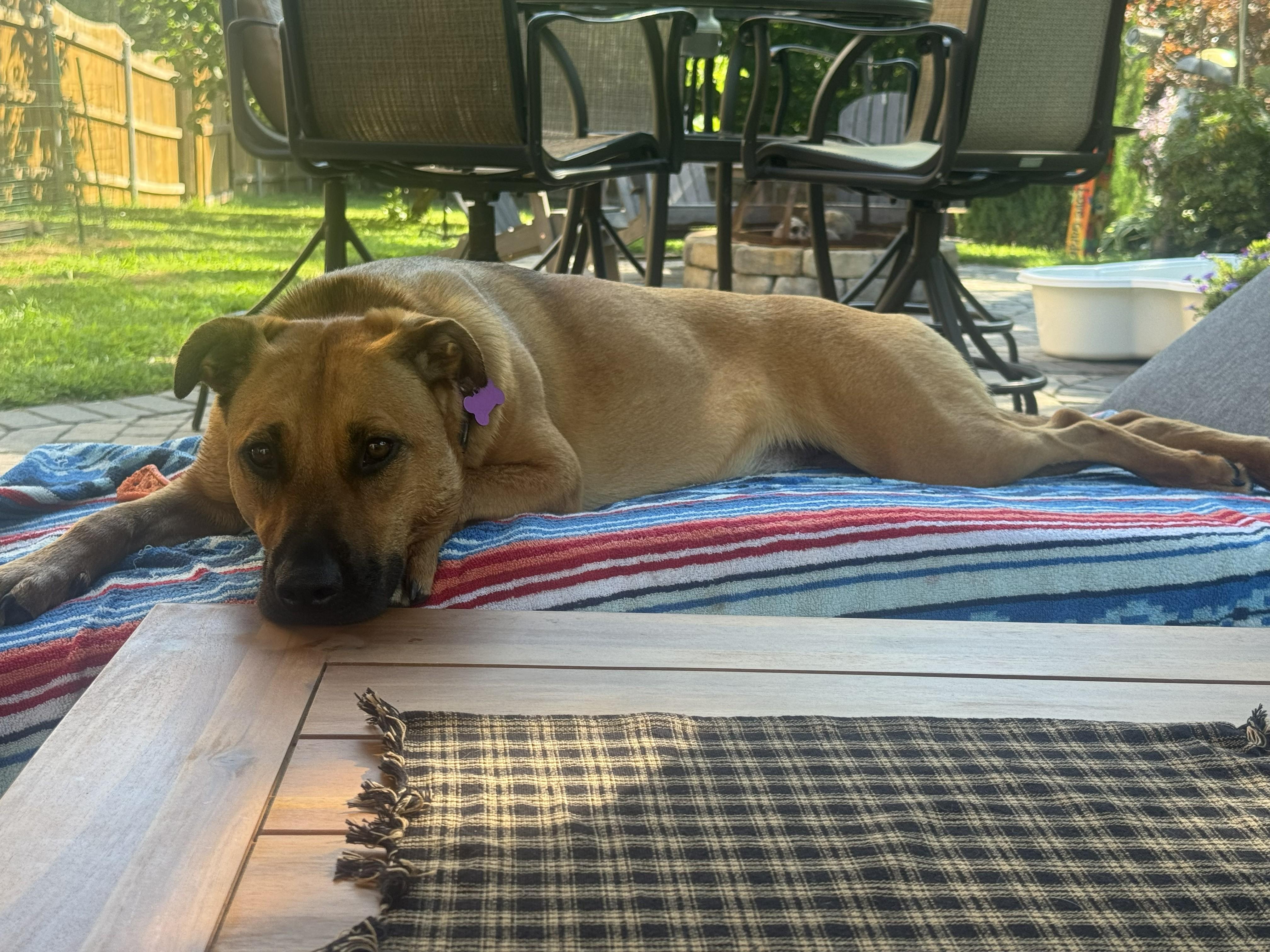Enlarge Zess SS is in Maine, a ADOPTABLE mixed breed in Biddeford, ME image 3/6