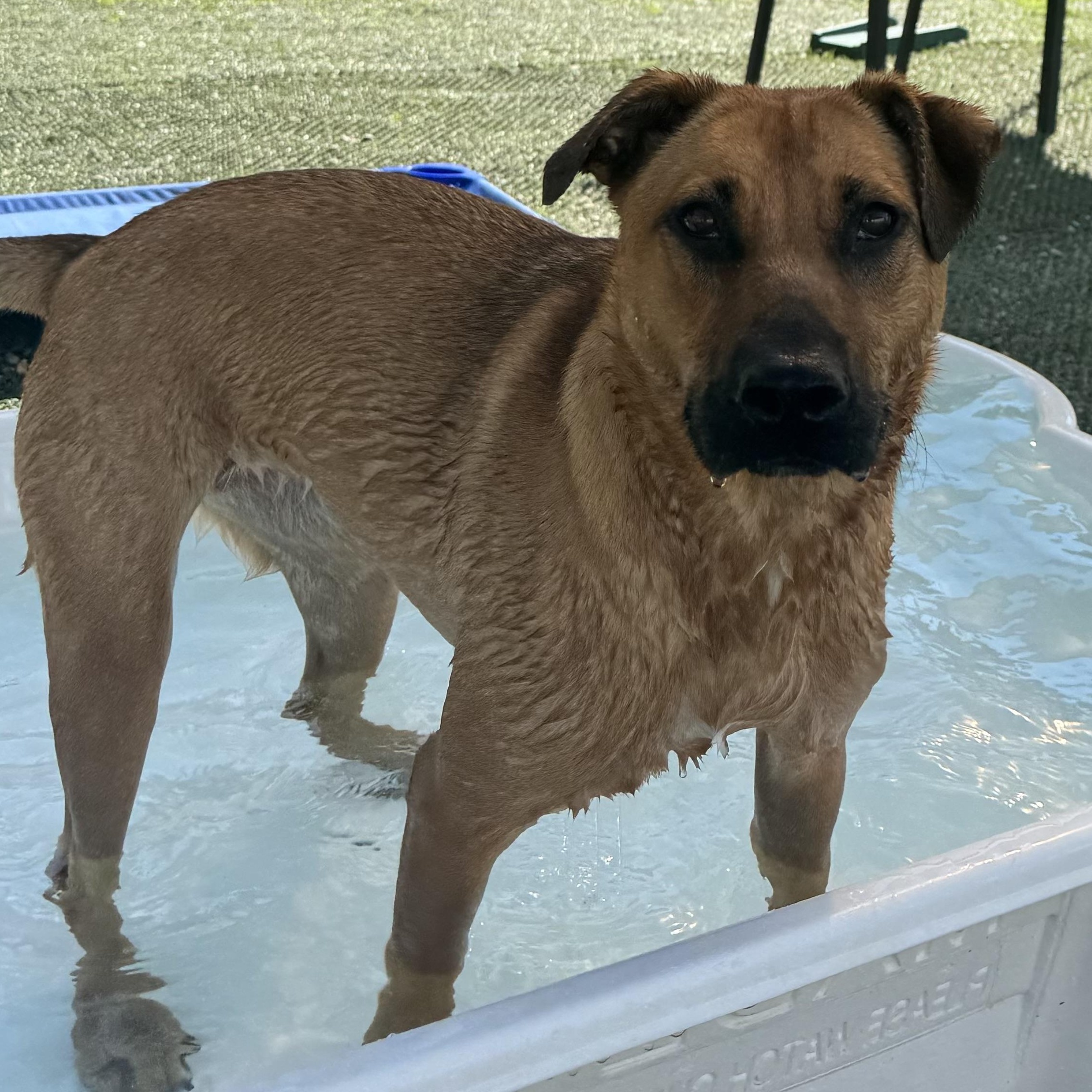 Zess SS is in Maine, ADOPTABLE, Young Female Mixed Breed & Cattle Dog.