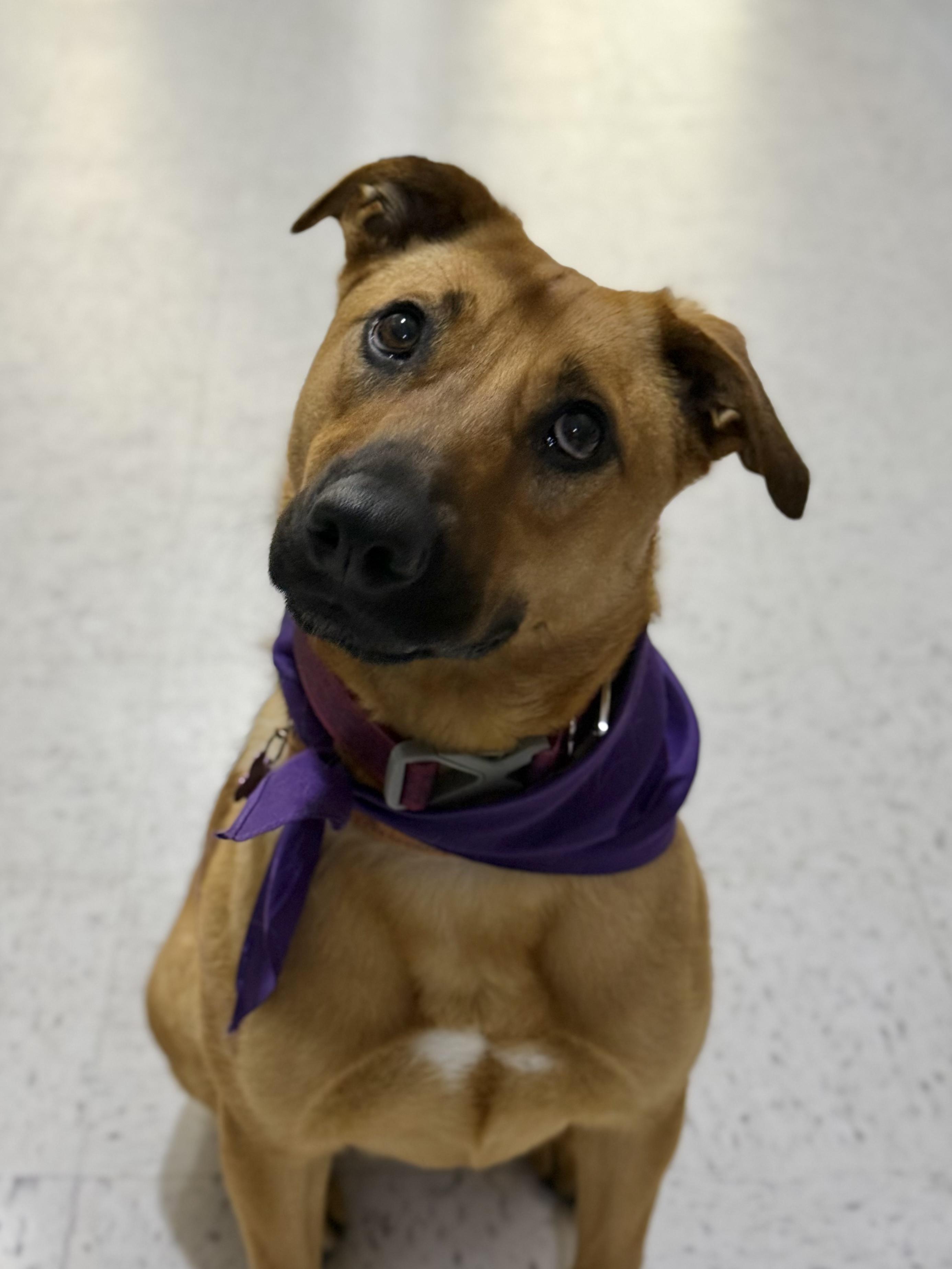 Enlarge Zess is in Maine, a ADOPTABLE mixed breed in South Portland, ME image 2/6
