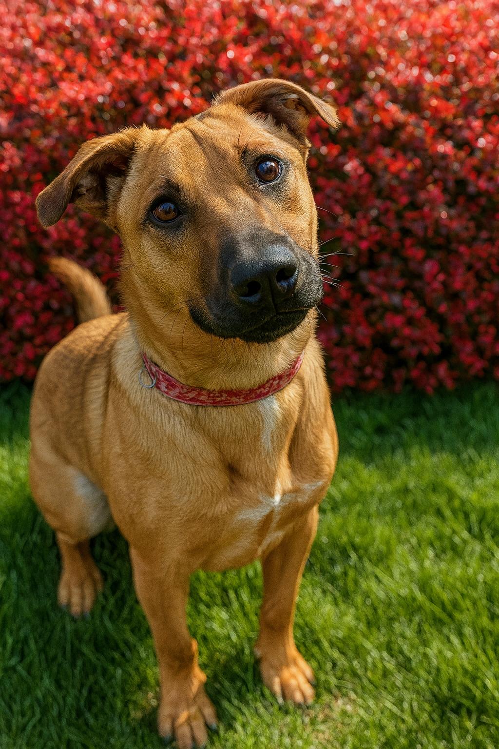 Enlarge Zess PENDING ADOPTION, a ADOPTABLE mixed breed in South Portland, ME image 1/2