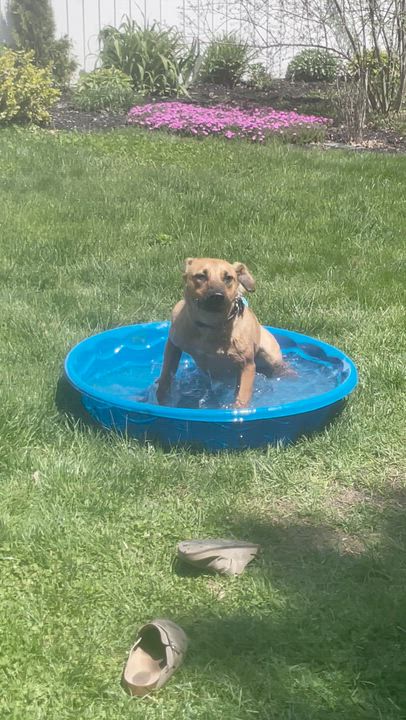 Enlarge Zess is in Maine, a ADOPTABLE mixed breed in Falmouth, ME video 6/6