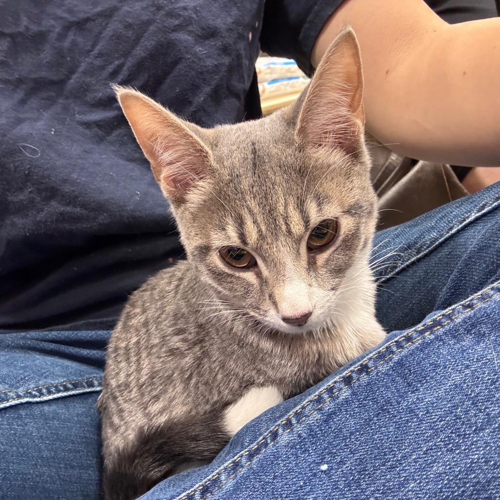Enlarge Katana 29903, a Adoptable Domestic Short Hair in Middleburg, FL image 1/3