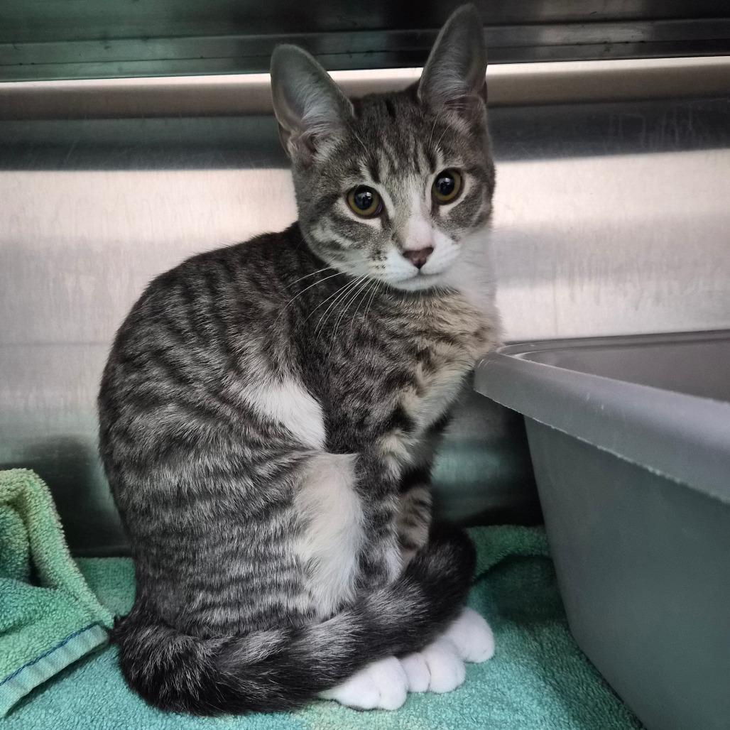 Enlarge Katana 29903, a Adoptable Domestic Short Hair in Middleburg, FL image 2/3