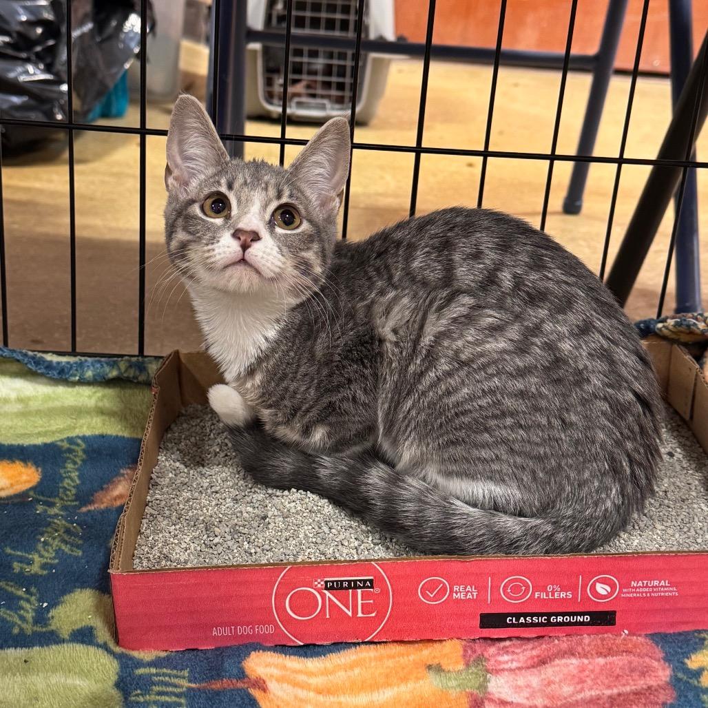 Enlarge Katana 29903, a Adoptable Domestic Short Hair in Middleburg, FL image 3/3