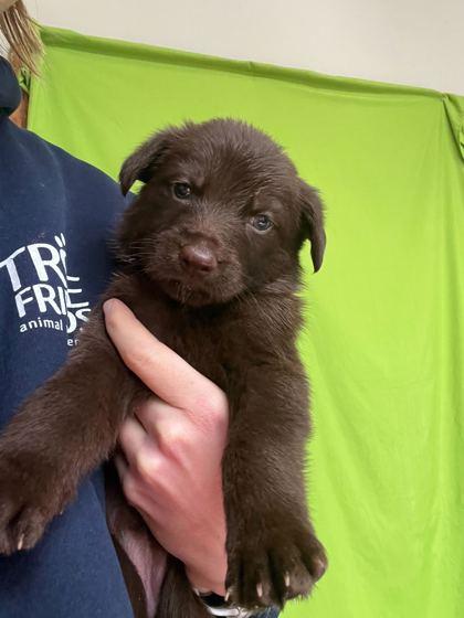 Petunia, Adopted, Puppy Female Mixed Breed.