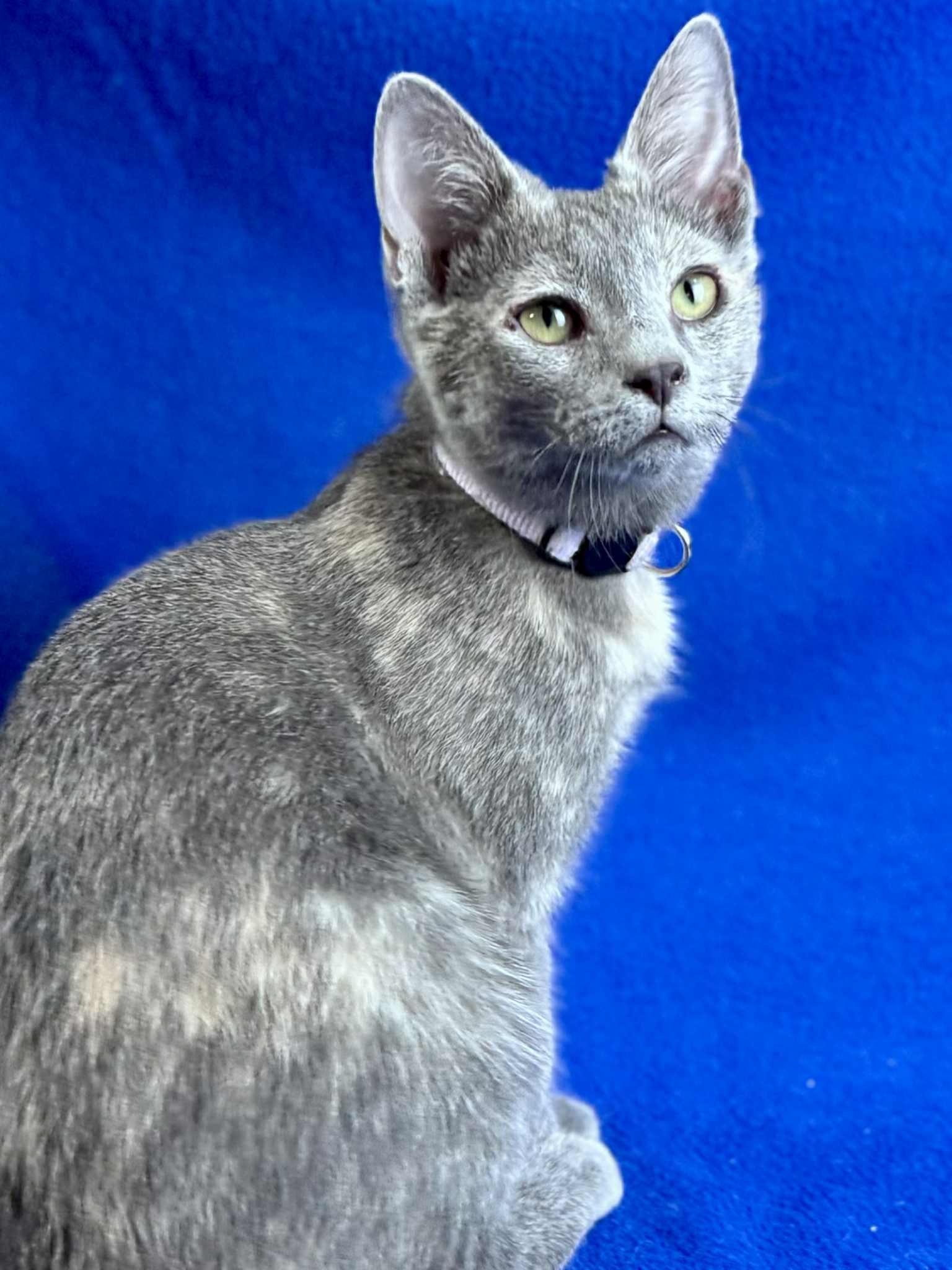 Lilac, a Adoptable Domestic Short Hair in Rixeyville, VA image 2/6