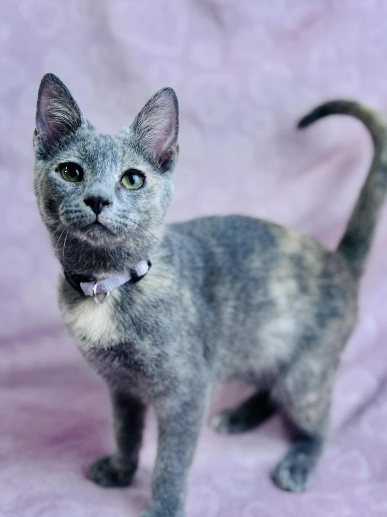 Lilac, a Adoptable Domestic Short Hair in Rixeyville, VA image 1/6