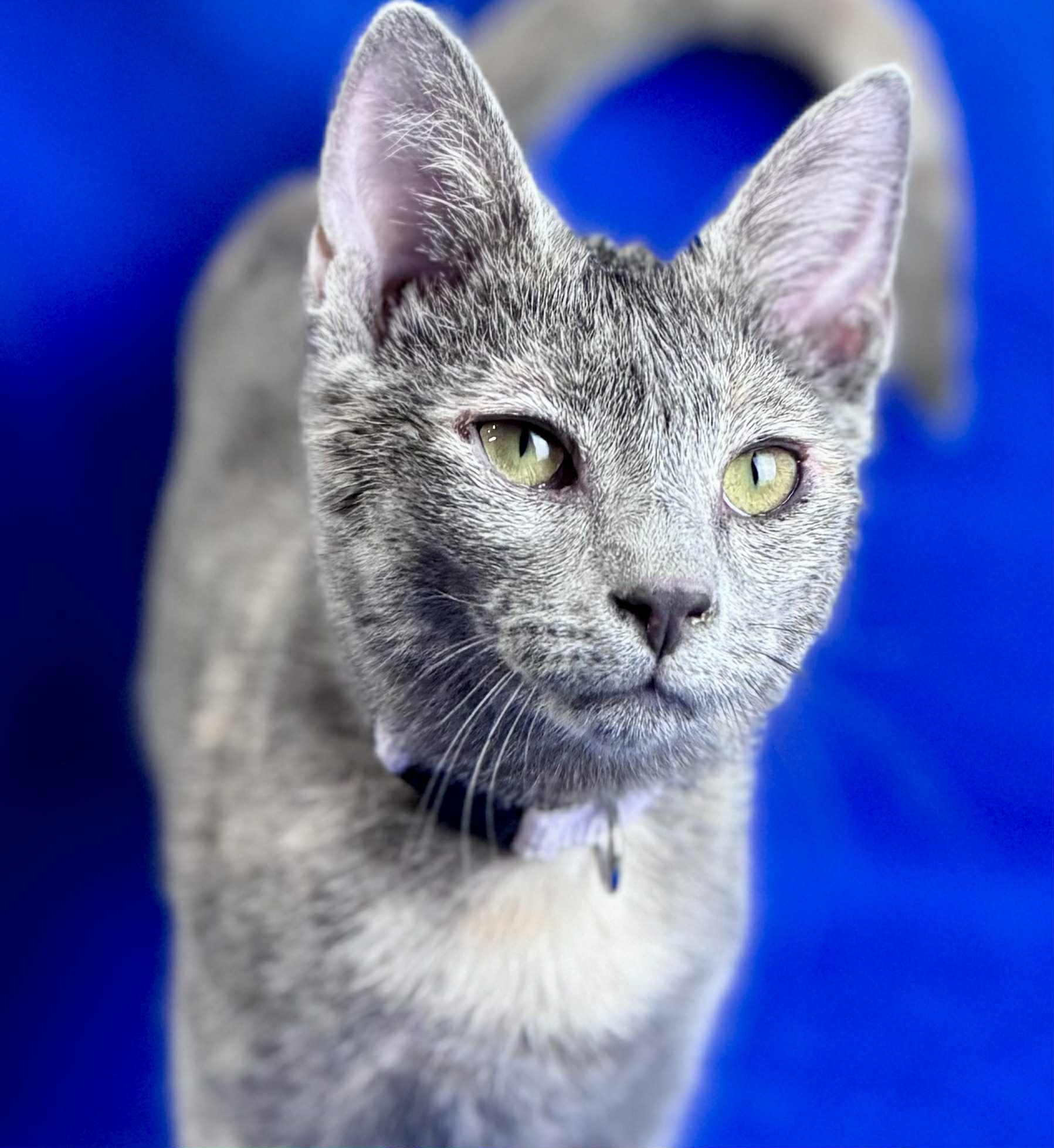 Lilac, a Adoptable Domestic Short Hair in Rixeyville, VA image 3/6