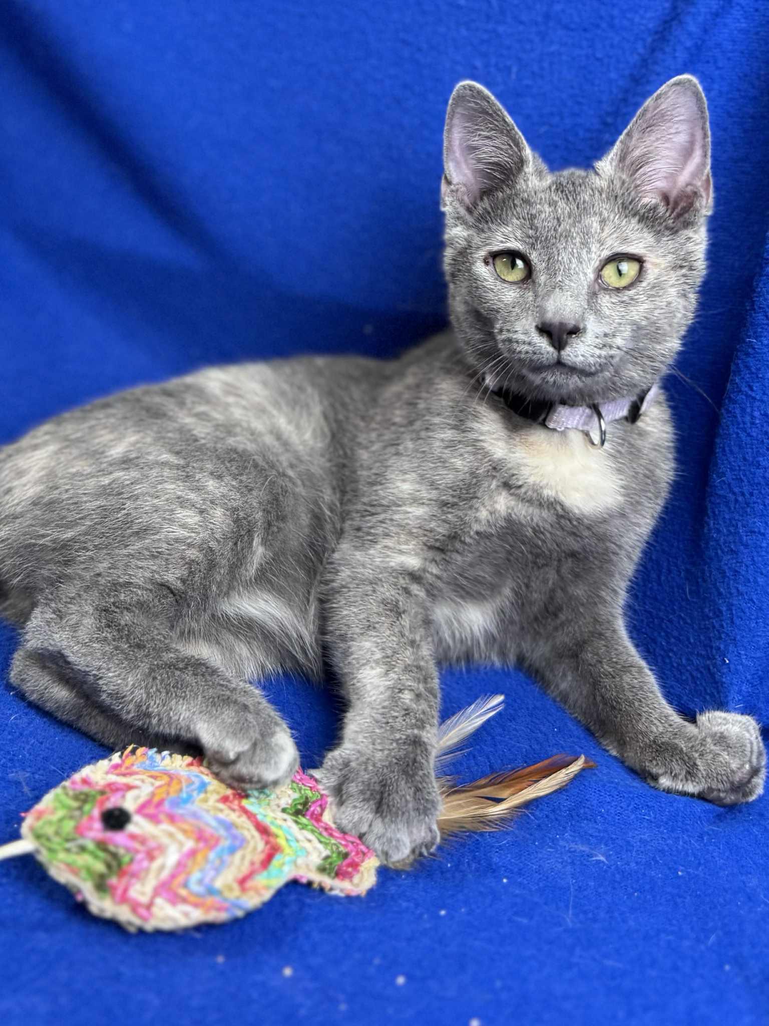 Lilac, a Adoptable Domestic Short Hair in Rixeyville, VA image 4/6
