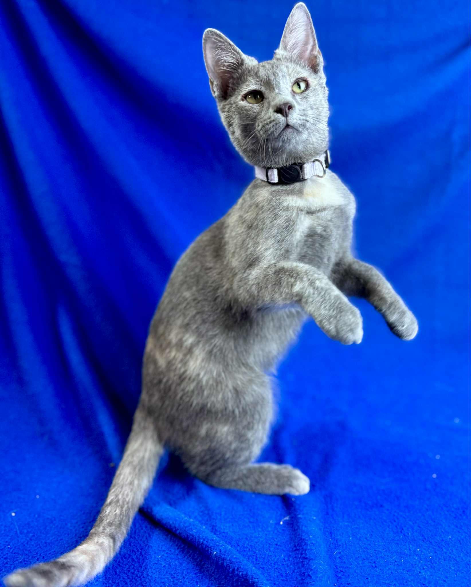 Lilac, a Adoptable Domestic Short Hair in Rixeyville, VA image 5/6