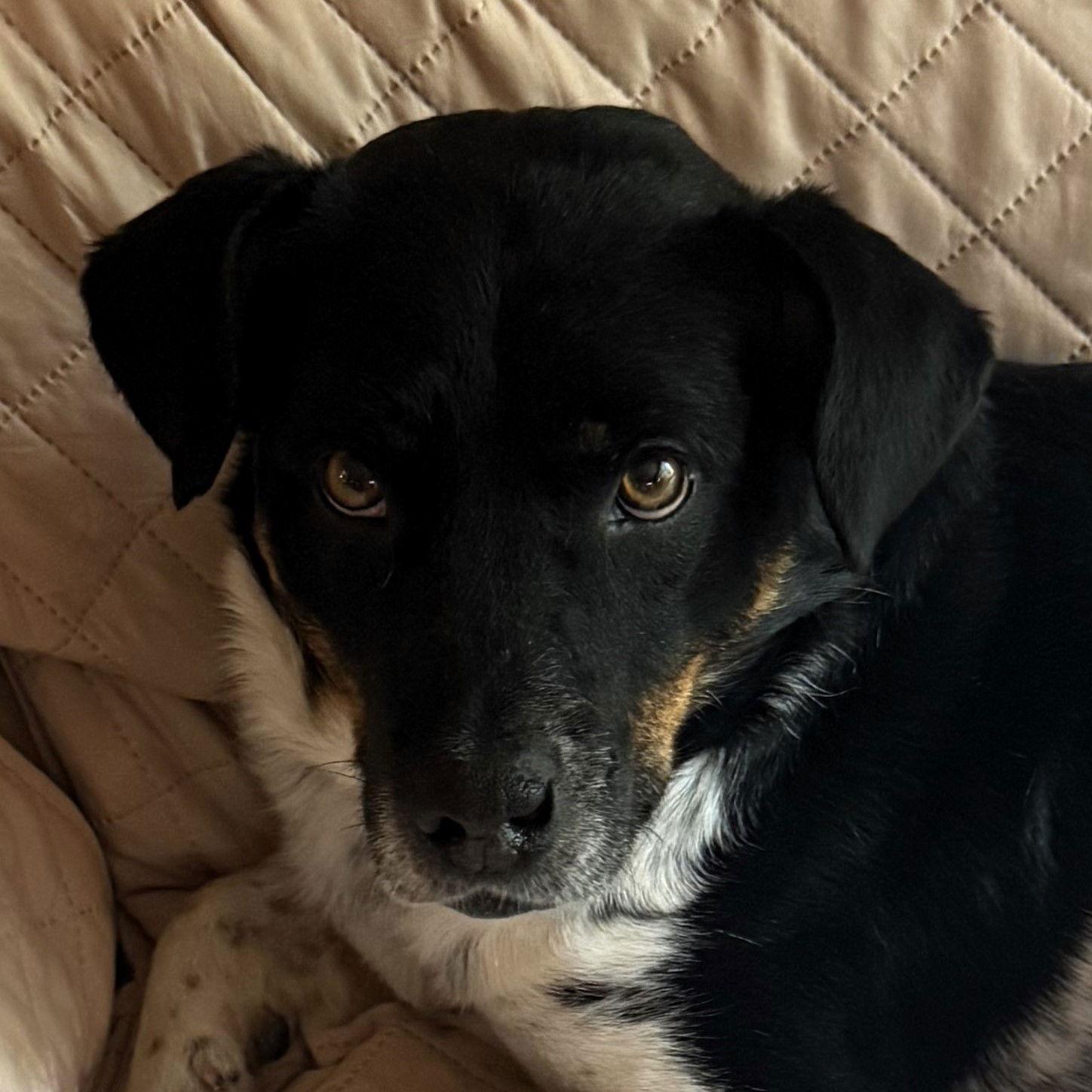 Zipline, Adoptable, Adult Male Cattle Dog.