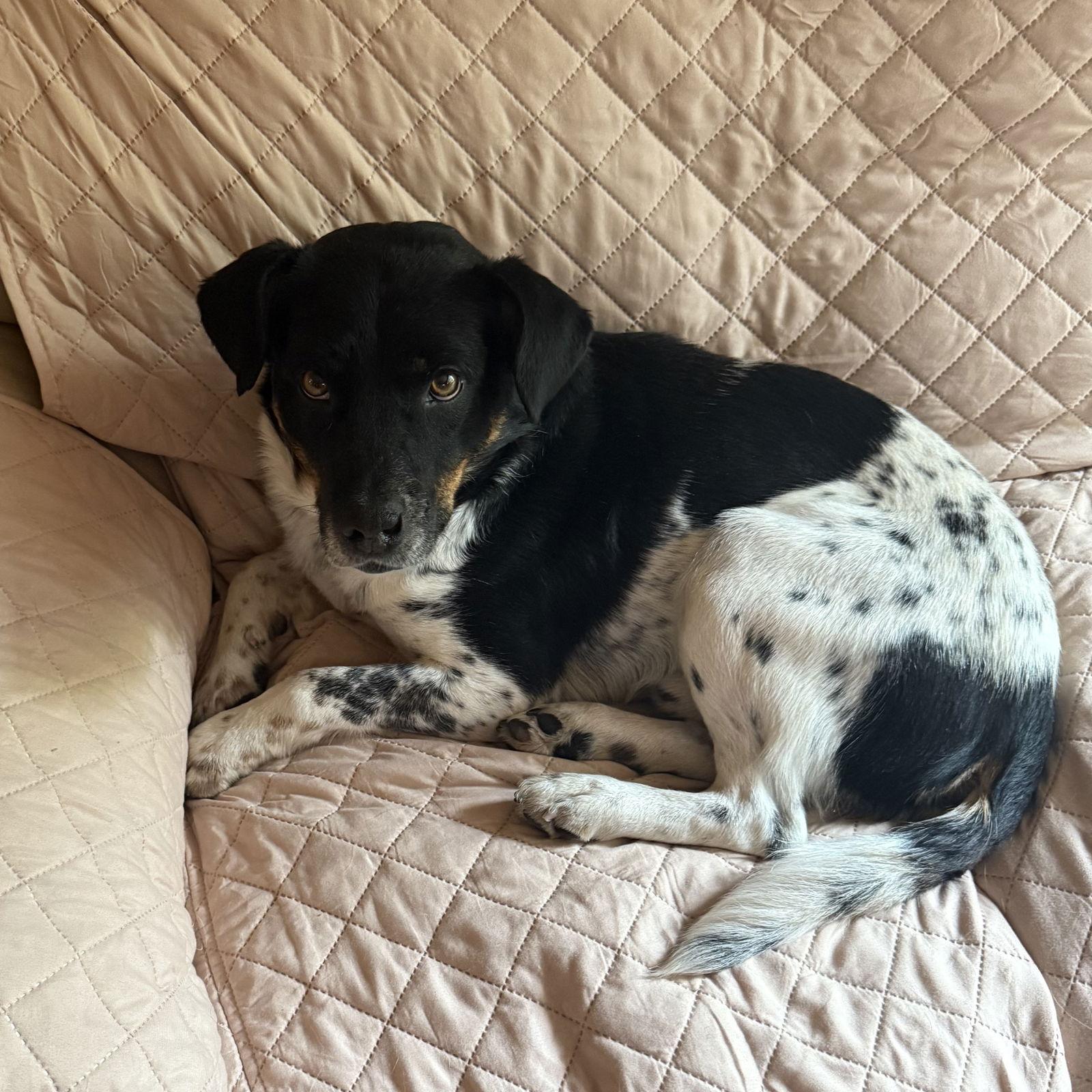 Zipline, Adoptable, Adult Male Cattle Dog.