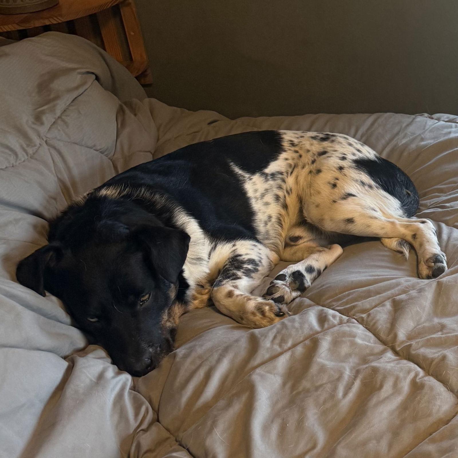 Zipline, a Adoptable Cattle Dog image 2/3