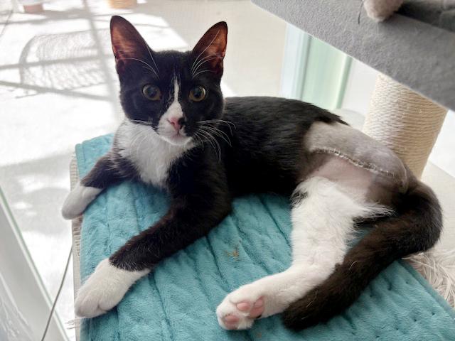 Enlarge Lulu <-- Check out her video, an adoptable mixed breed in Lake Monroe, FL image 1/6